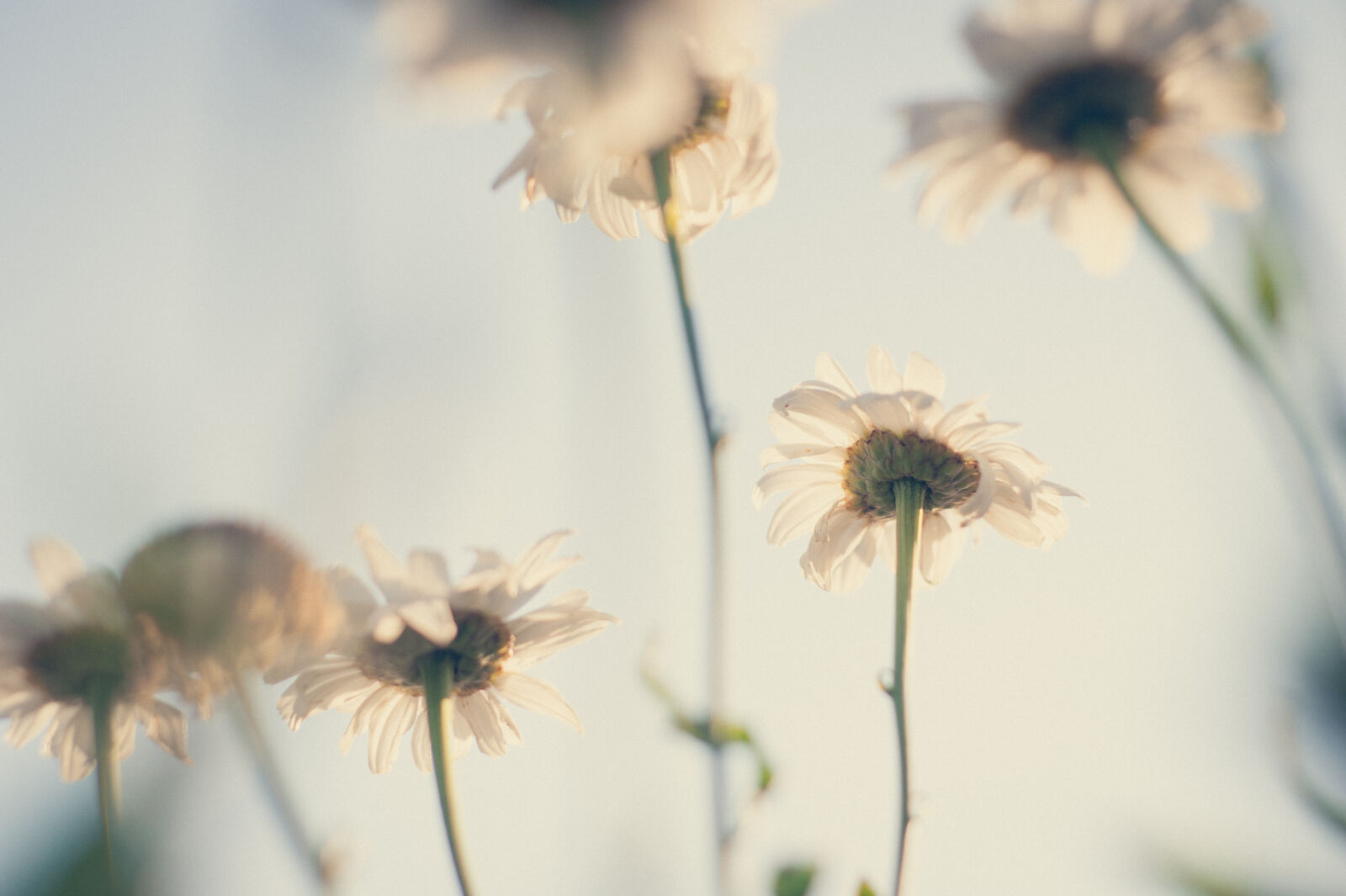 Nikon D700 sample photo. Background, bloom, blooming, blossom photography