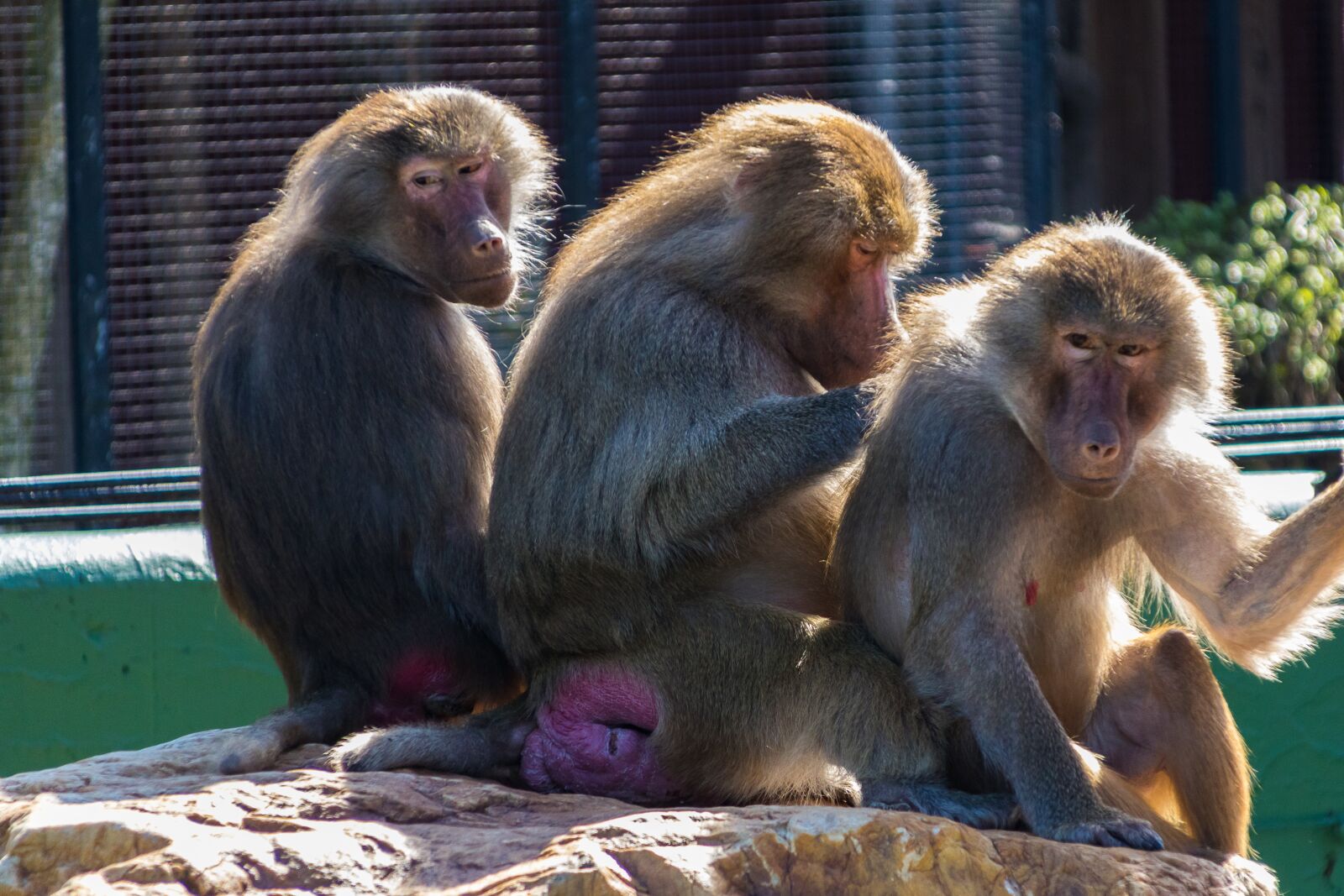 Canon EOS 750D (EOS Rebel T6i / EOS Kiss X8i) + Canon TS-E 90mm F2.8 Tilt-Shift sample photo. Monkeys, sognering, zoo photography