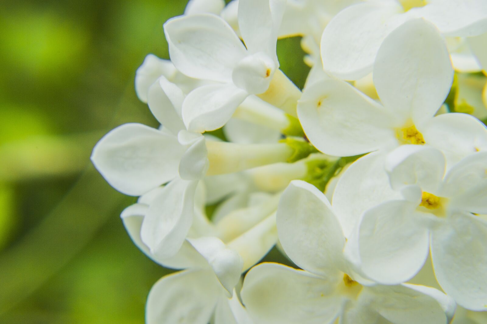 Nikon D3200 sample photo. White, flower, nature photography
