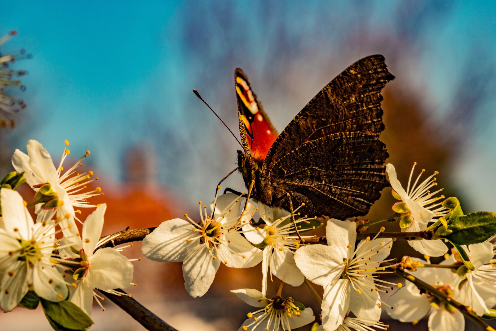 Canon EOS 6D Mark II sample photo. Butterfly, nature, macro photography