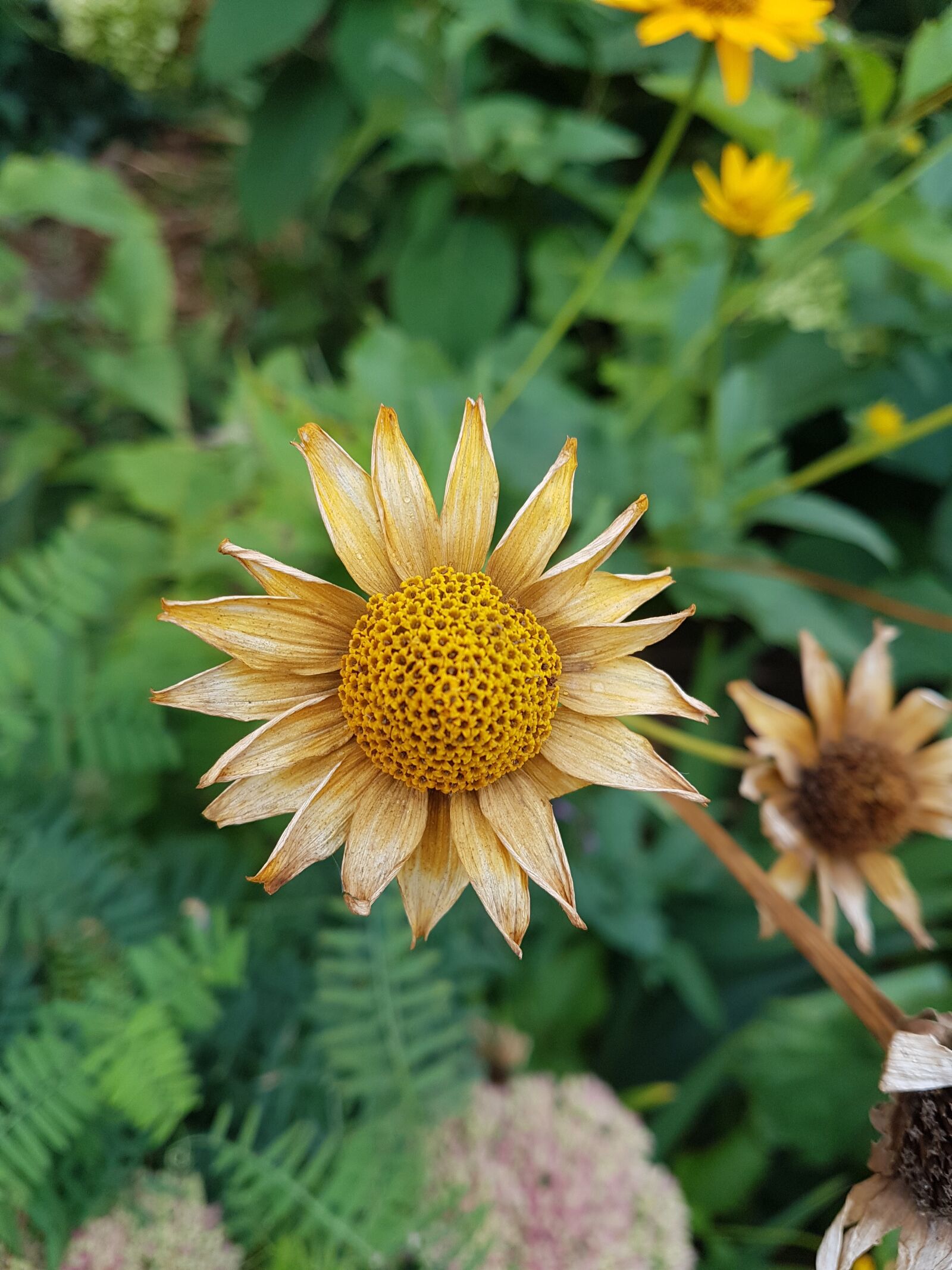 Samsung Galaxy S7 Edge sample photo. Bloom, botany, bouquet photography