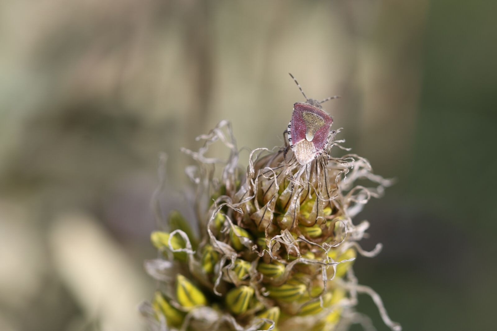 Canon EOS 70D + Canon EF 100mm F2.8 Macro USM sample photo. Green, red, flower photography