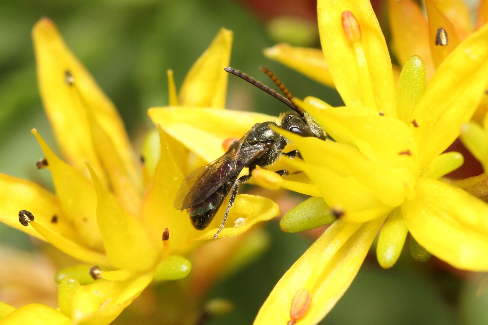 Canon EOS 60D sample photo. Fly, blossom, bloom photography