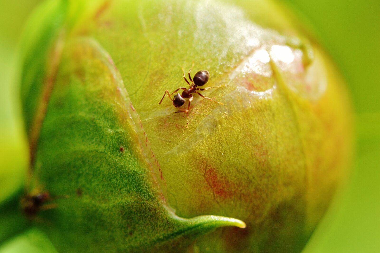 Nikon D3200 sample photo. Peony, bud, ant photography