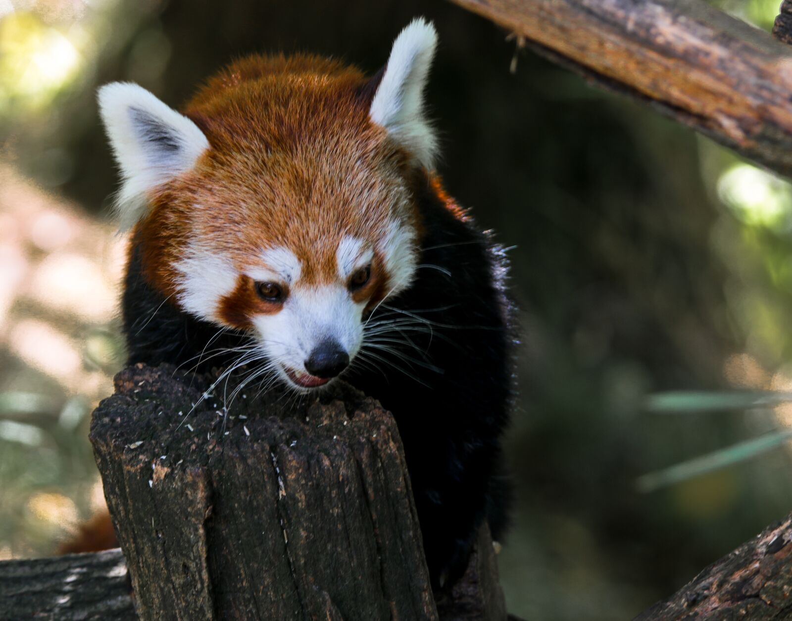 Tamron SP 150-600mm F5-6.3 Di VC USD sample photo. Animal, panda bear, panda photography