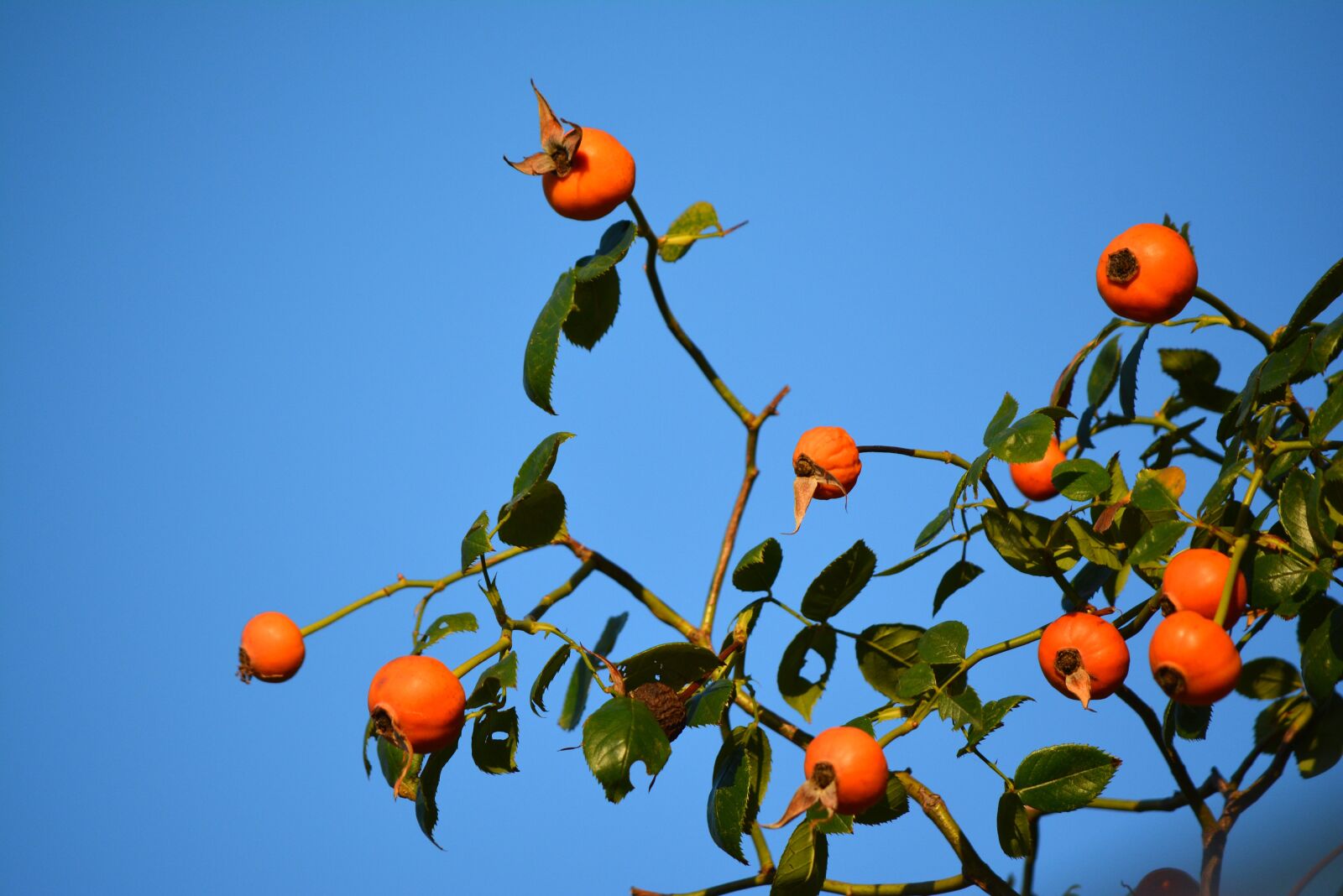 Nikon D5200 sample photo. Japanese persimmon, diospyros kaki photography