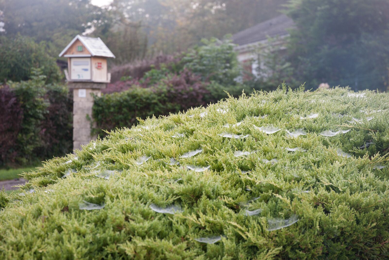 Nikon D80 sample photo. Bush, canvas, spider web photography