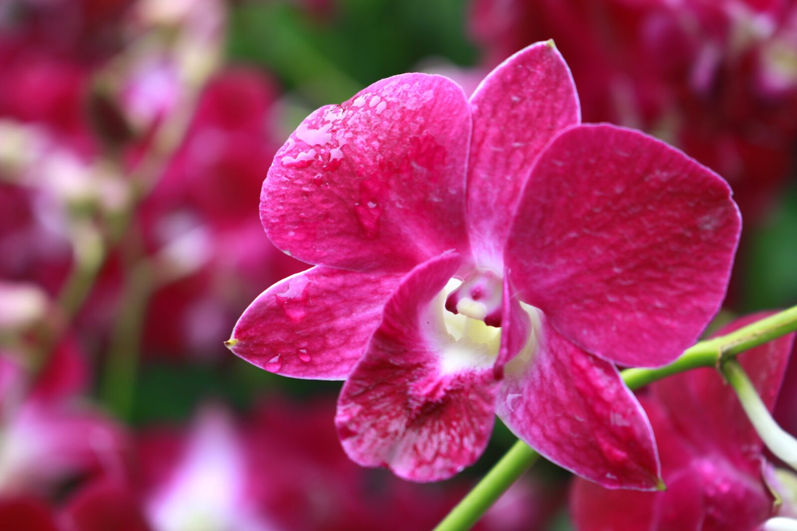 Canon EOS 600D (Rebel EOS T3i / EOS Kiss X5) sample photo. Orchid, flower, nature photography