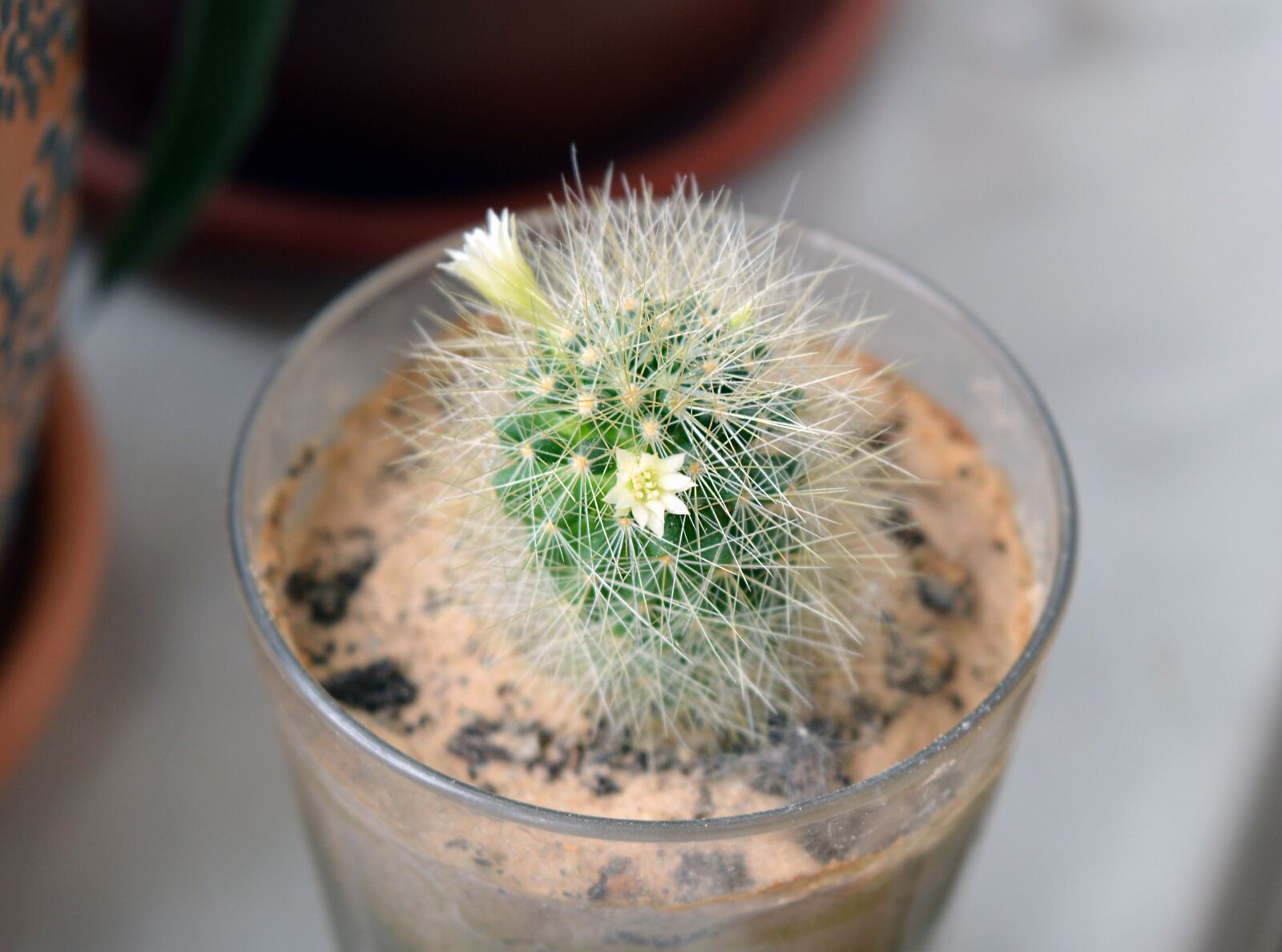 Nikon D3200 sample photo. Mammillaria, cactus flowers, cactus photography