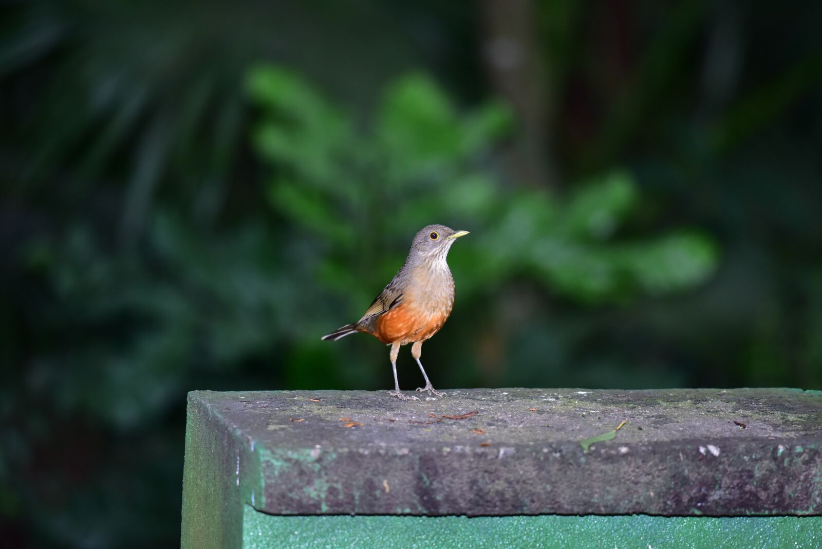 Nikon D810 sample photo. Sabiá, pássaro, ave photography
