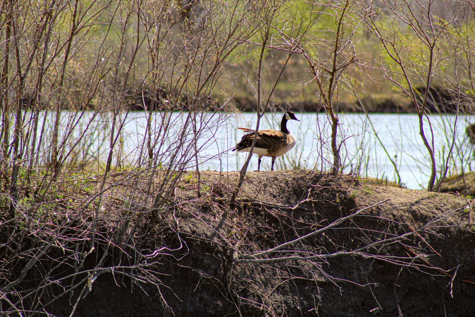 Canon EOS 4000D (EOS Rebel T100 / EOS 3000D) sample photo. Goose, bird, geese photography