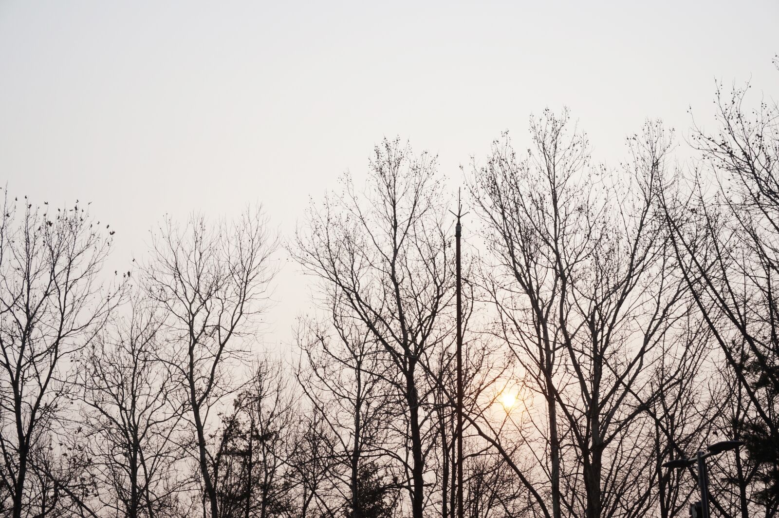Sony Alpha NEX-3N sample photo. Wood, nature, autumn photography