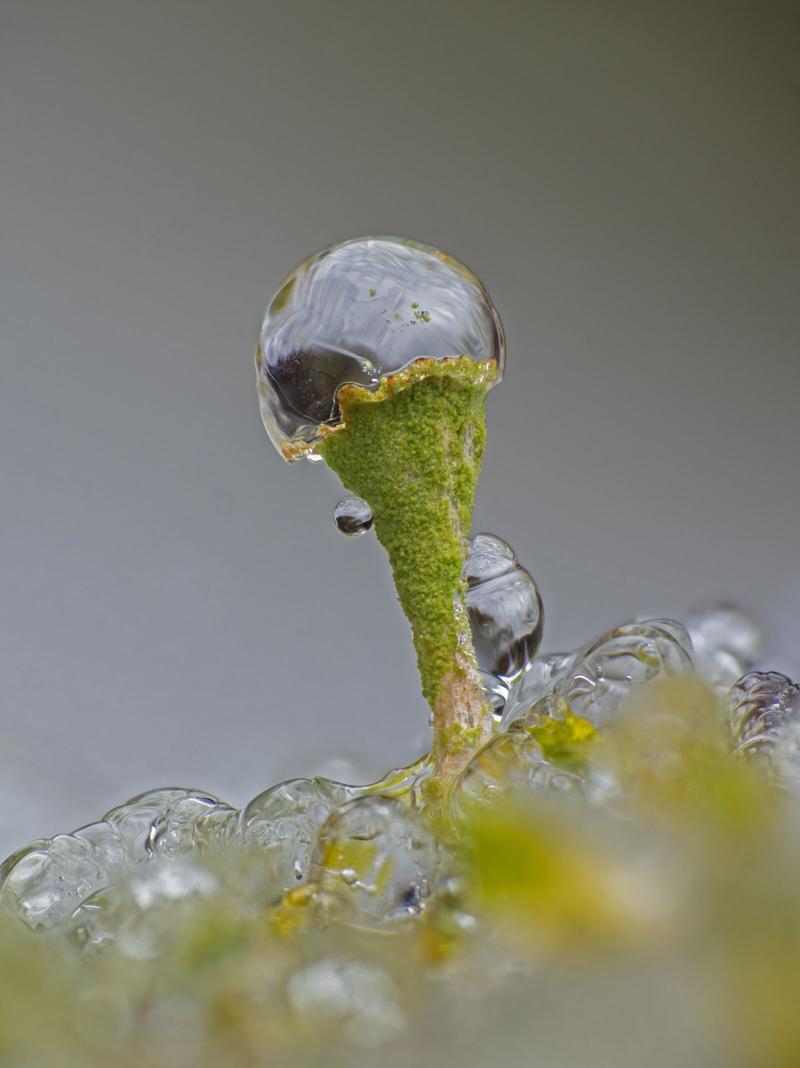 Panasonic Lumix DC-G9 sample photo. Ice, iced, freezing rain photography