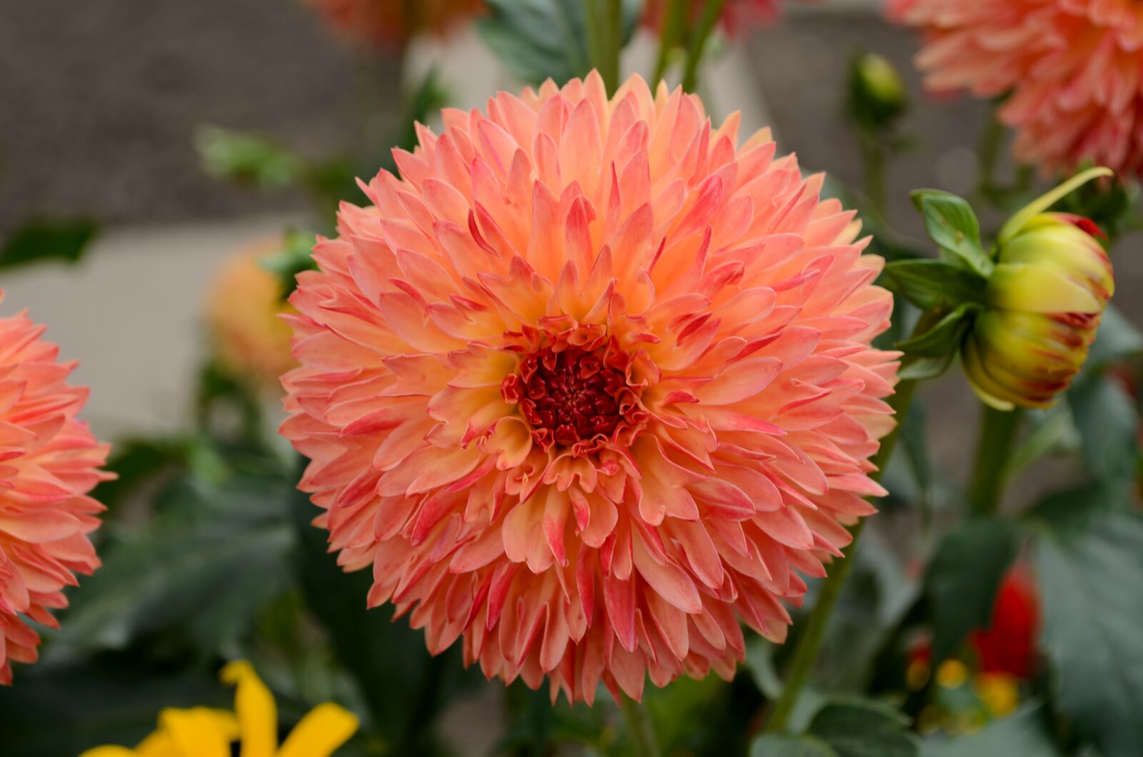 Nikon D5100 sample photo. Dahlia, bloom, dahlia flower photography
