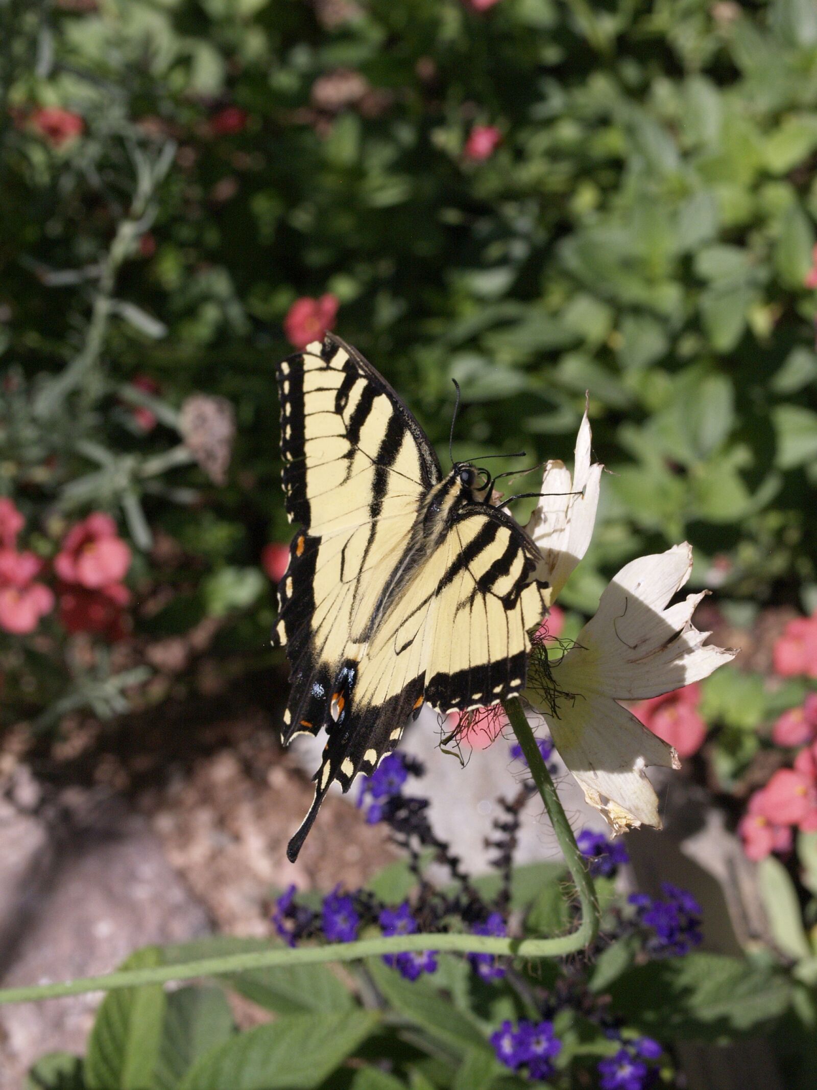 Olympus E-330 (EVOLT E-330) sample photo. Butterfly, plants, insect photography