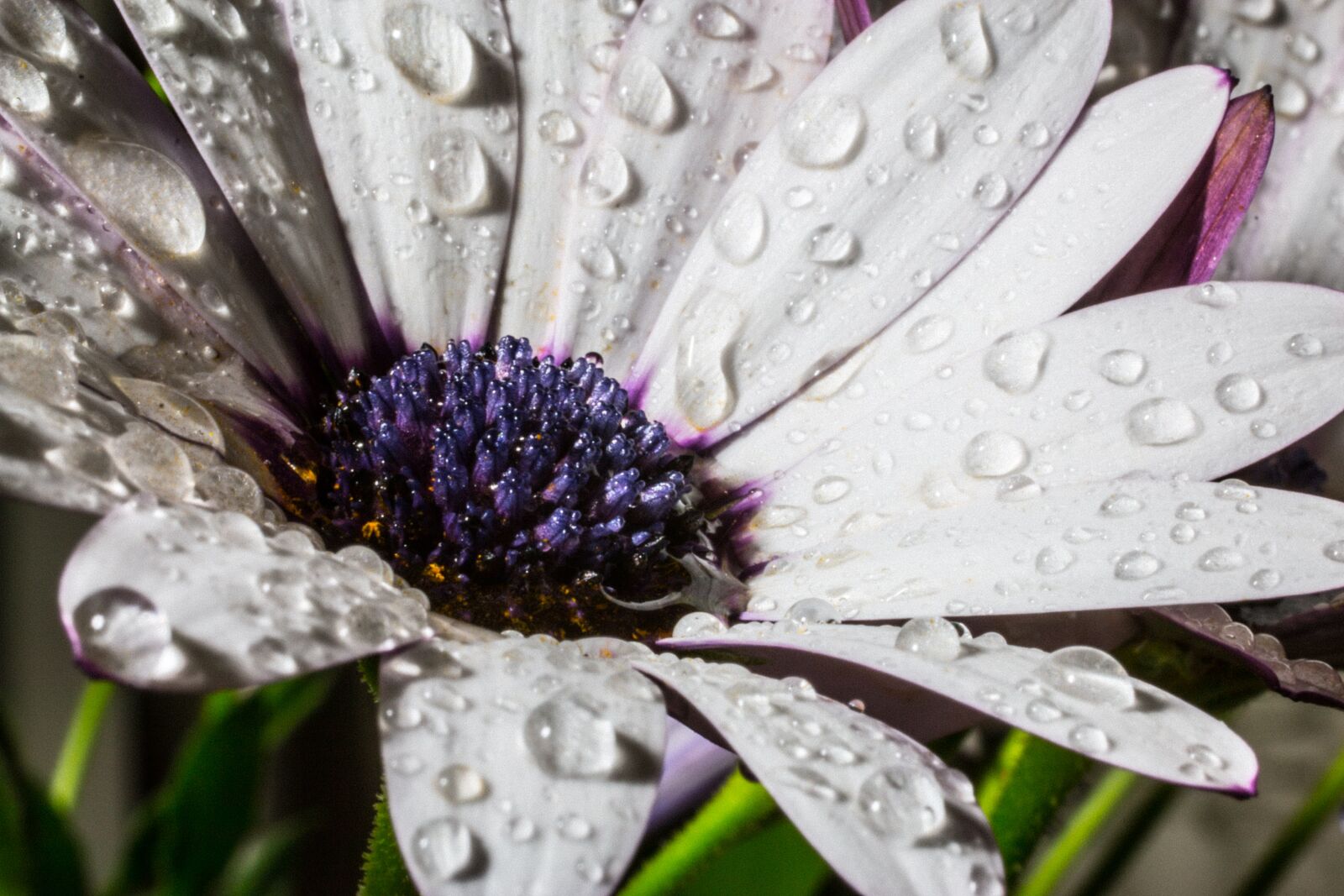 Canon EOS 70D + Canon EF 50mm F2.5 Macro sample photo. Osteospermum ecklonis, cape basket photography