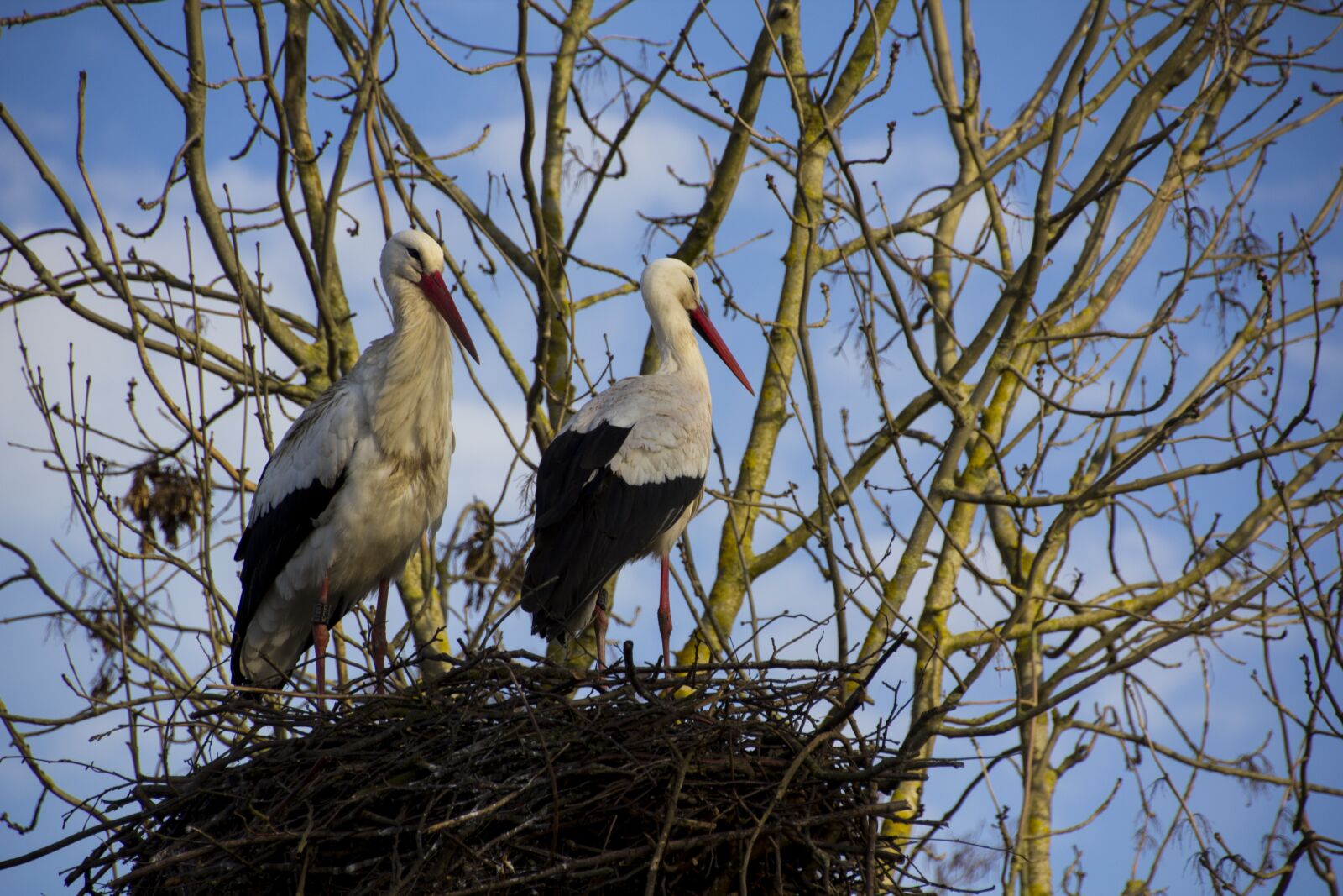 Canon EOS 60D sample photo. Stork, nature, bird photography