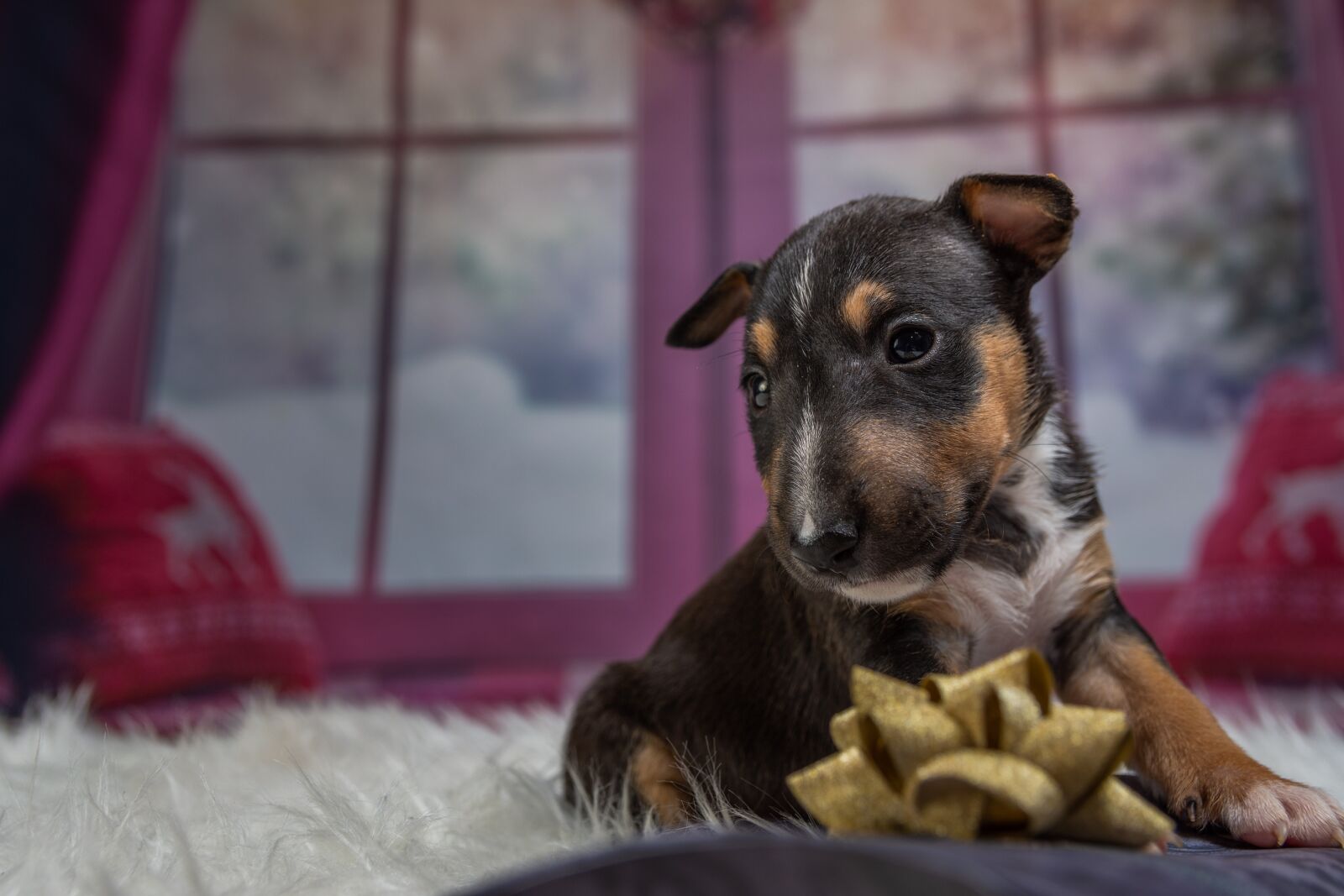 Nikon D7200 sample photo. Puppy, dog, animal photography