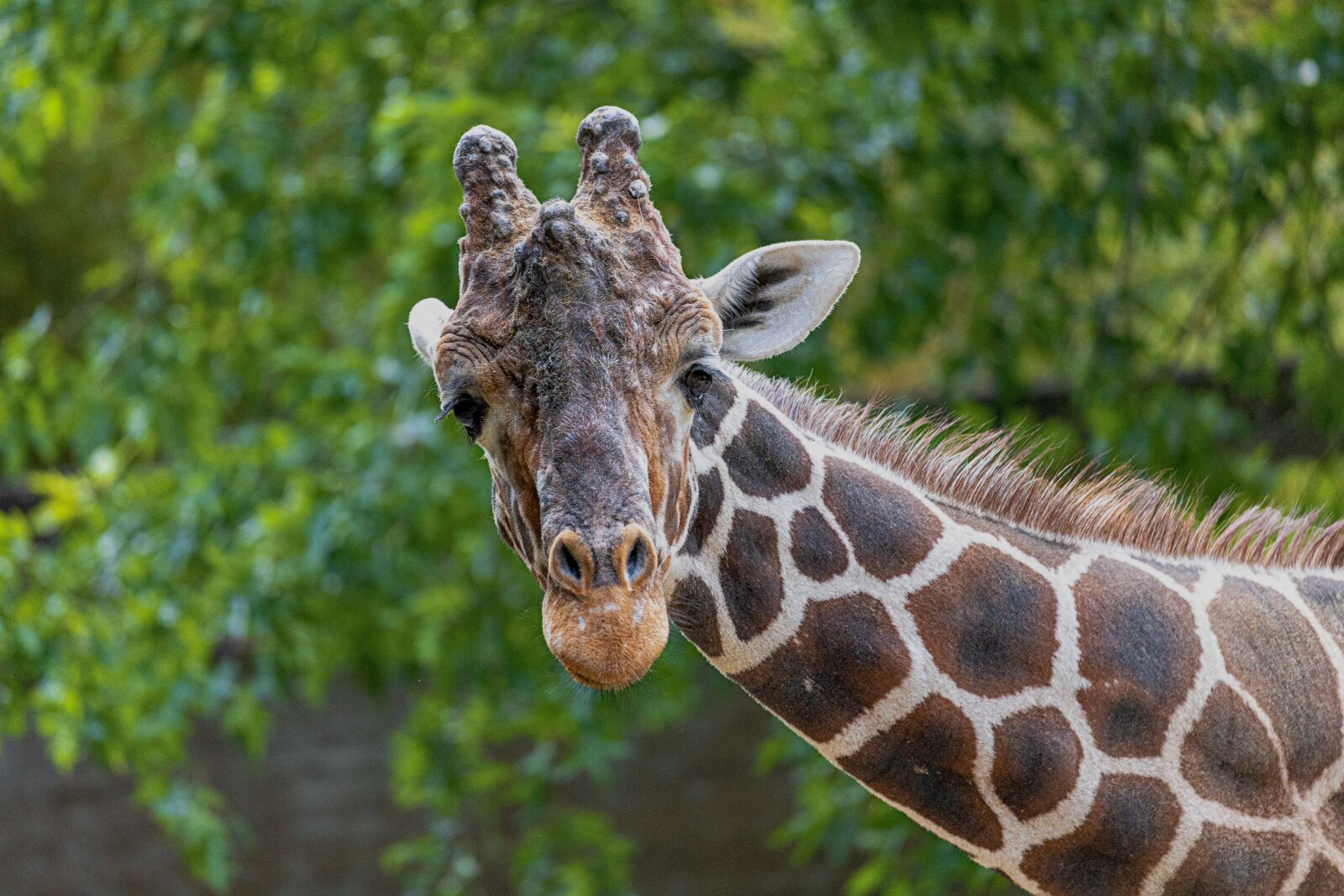 Canon EOS RP sample photo. Giraffe, zoo, animal photography