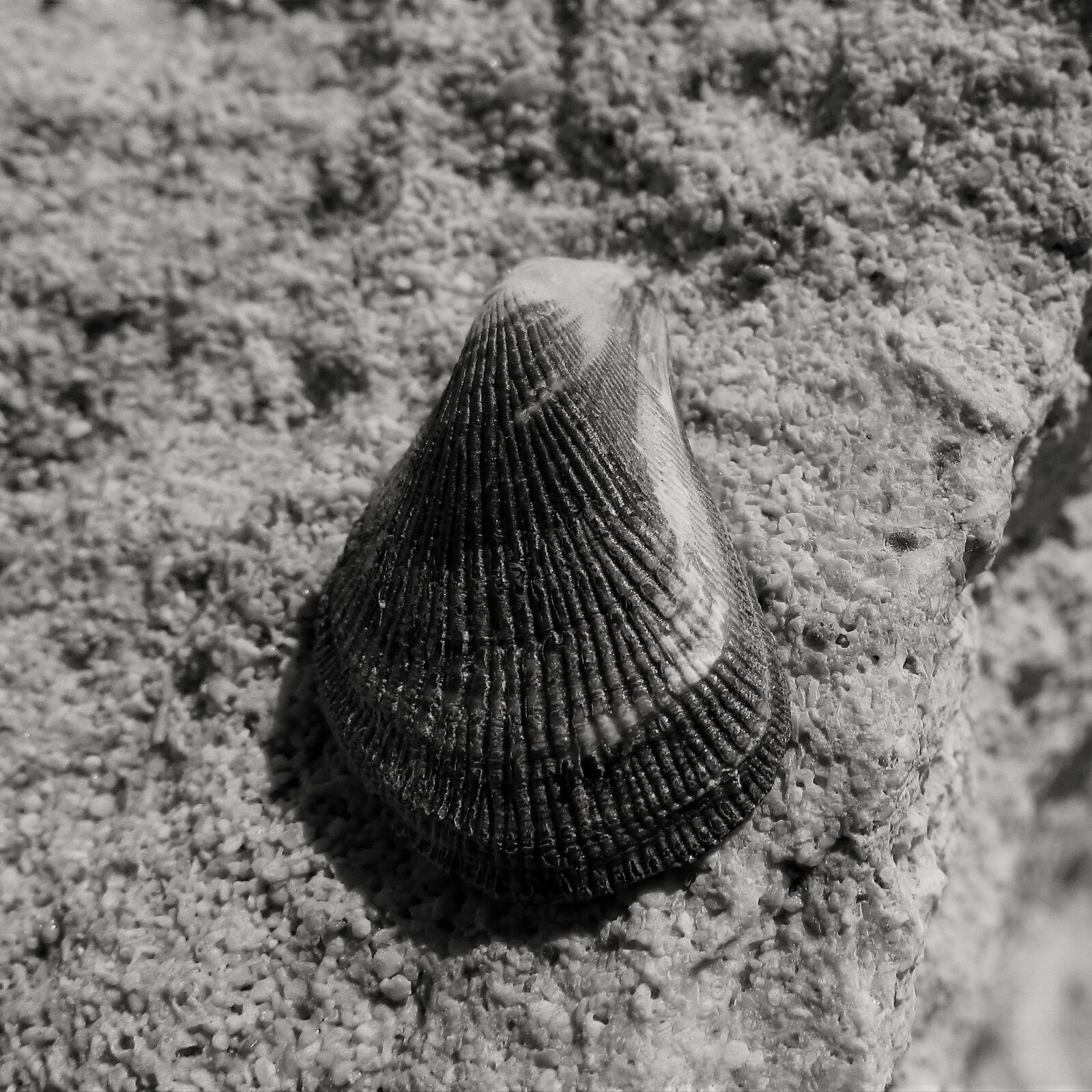 Canon PowerShot SX400 IS sample photo. Shell, beach, nature photography