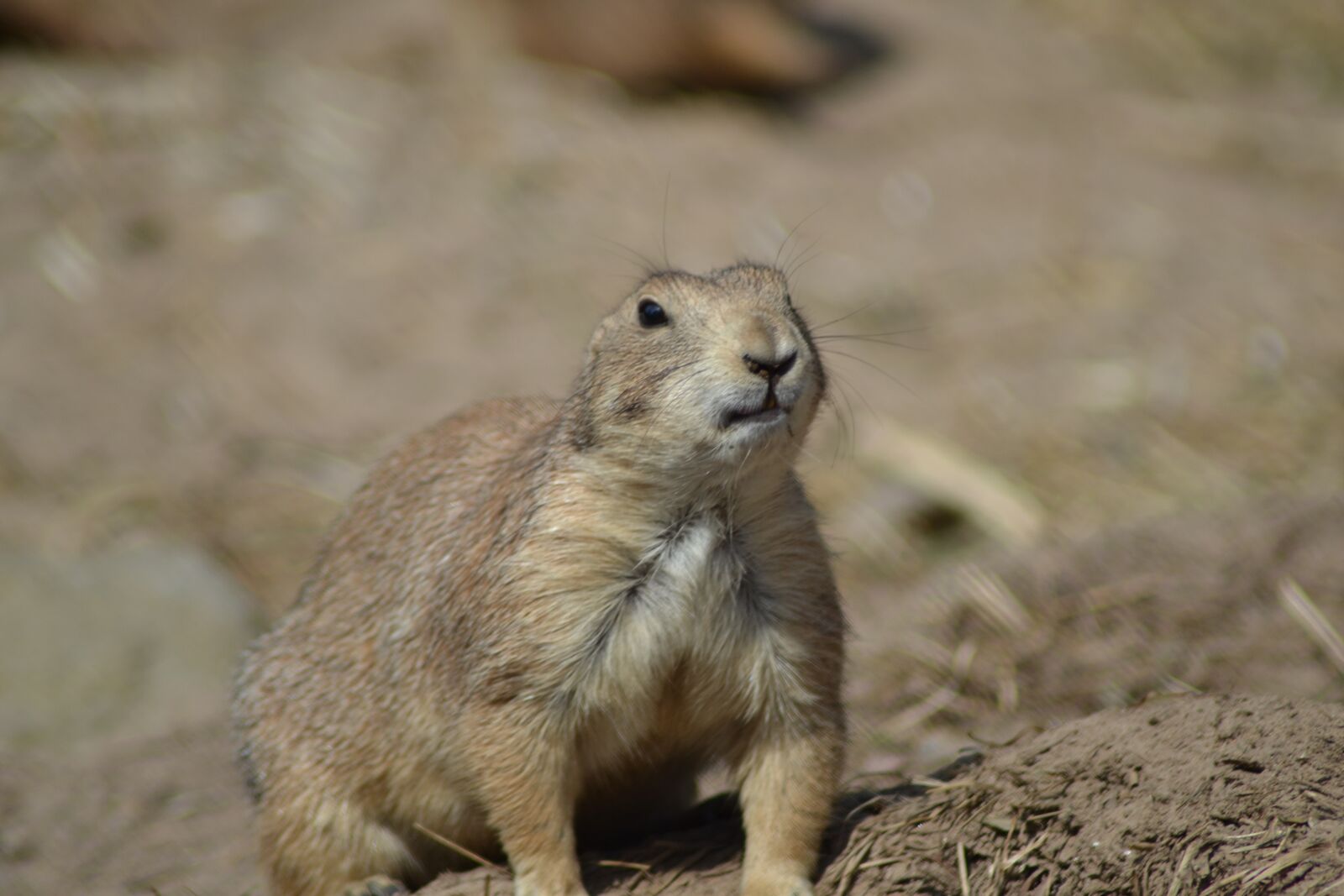 Nikon D3100 sample photo. Animal life, nature, animals photography