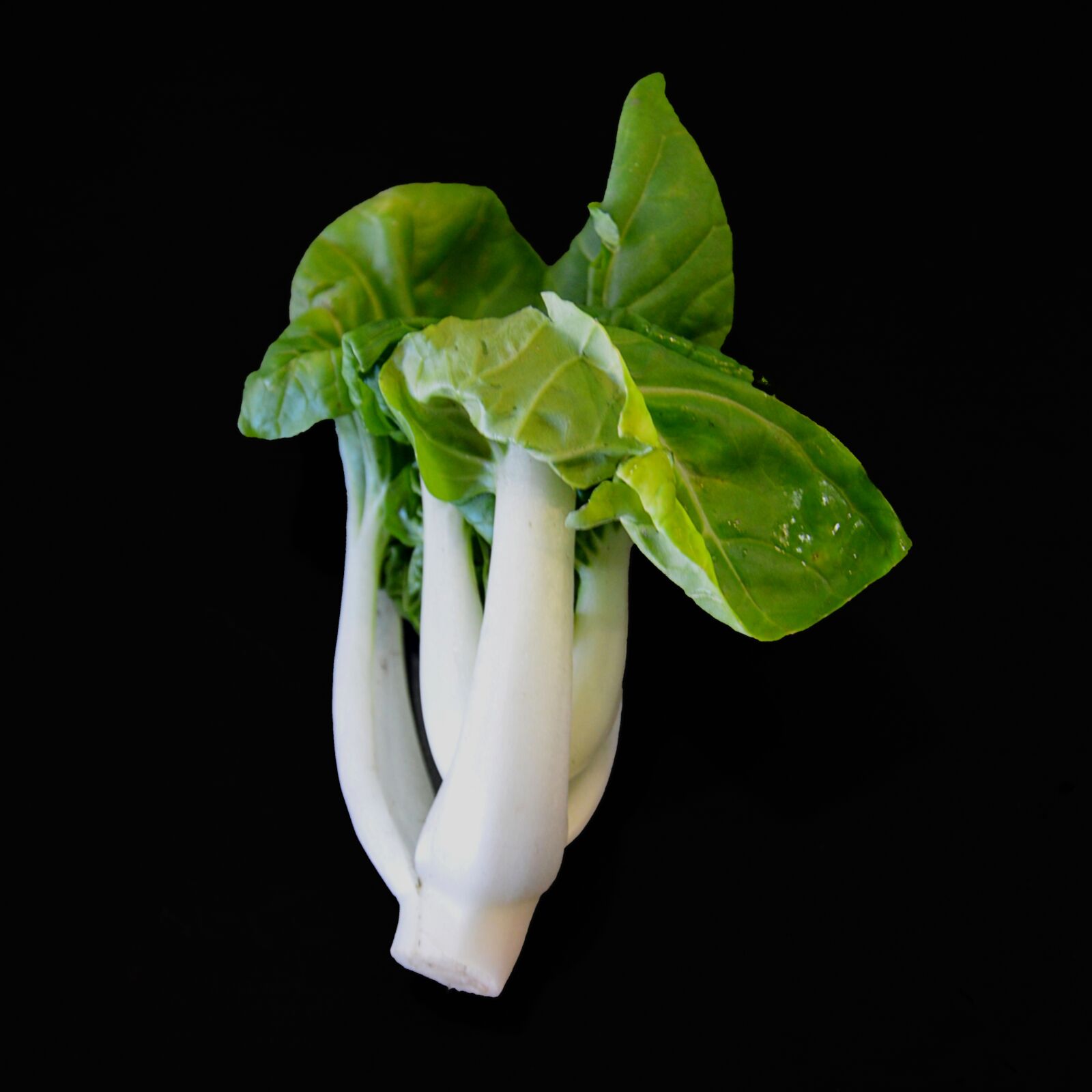 Nikon D3200 sample photo. Pak choi, chinese mustard photography