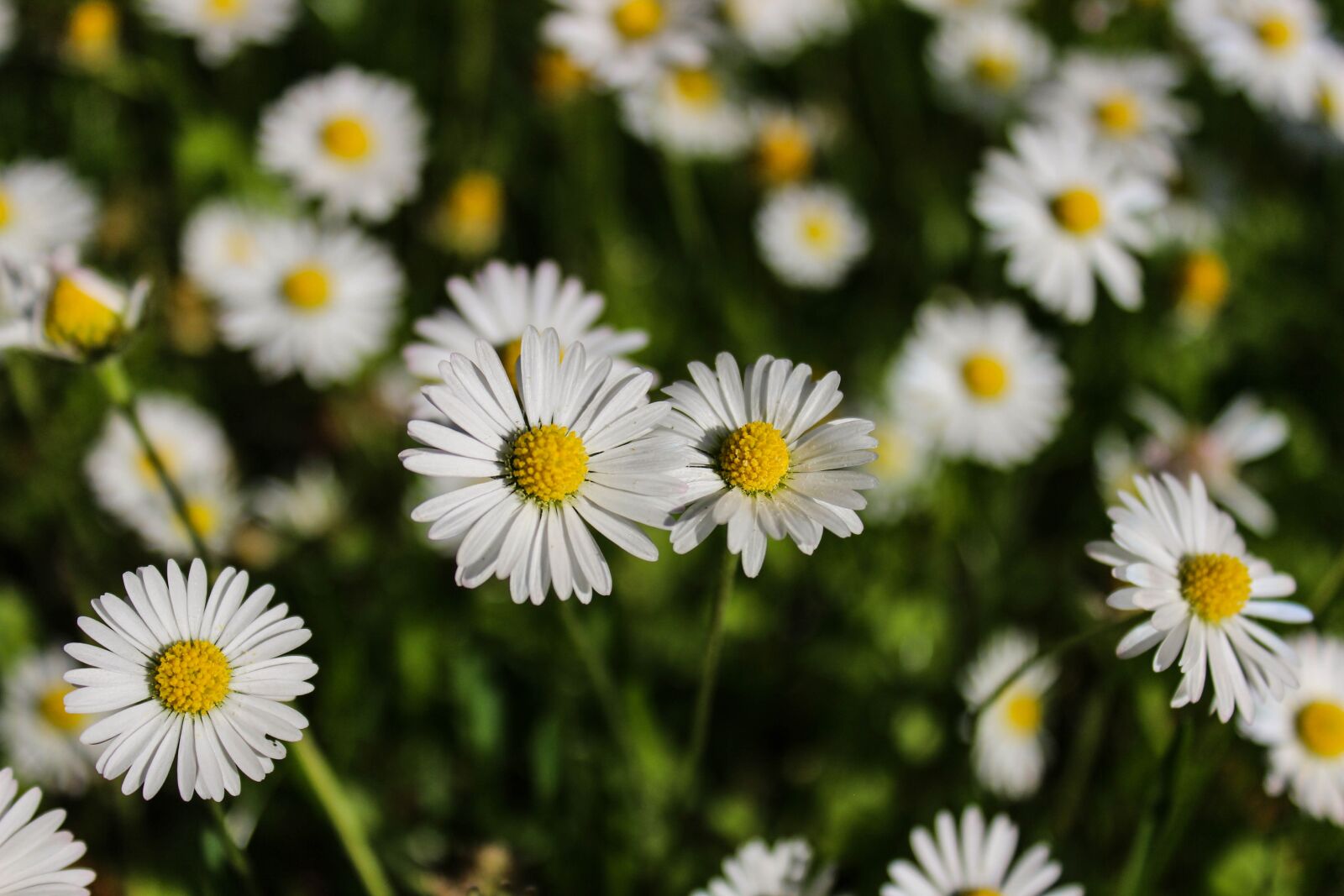Canon EOS 600D (Rebel EOS T3i / EOS Kiss X5) sample photo. Daisy, flower, spring photography