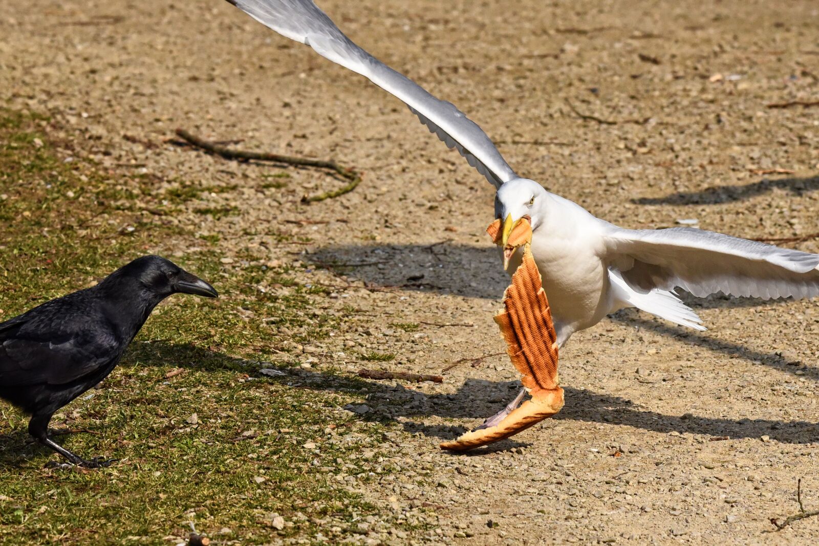 Nikon D750 sample photo. Crow, seagull, bird photography