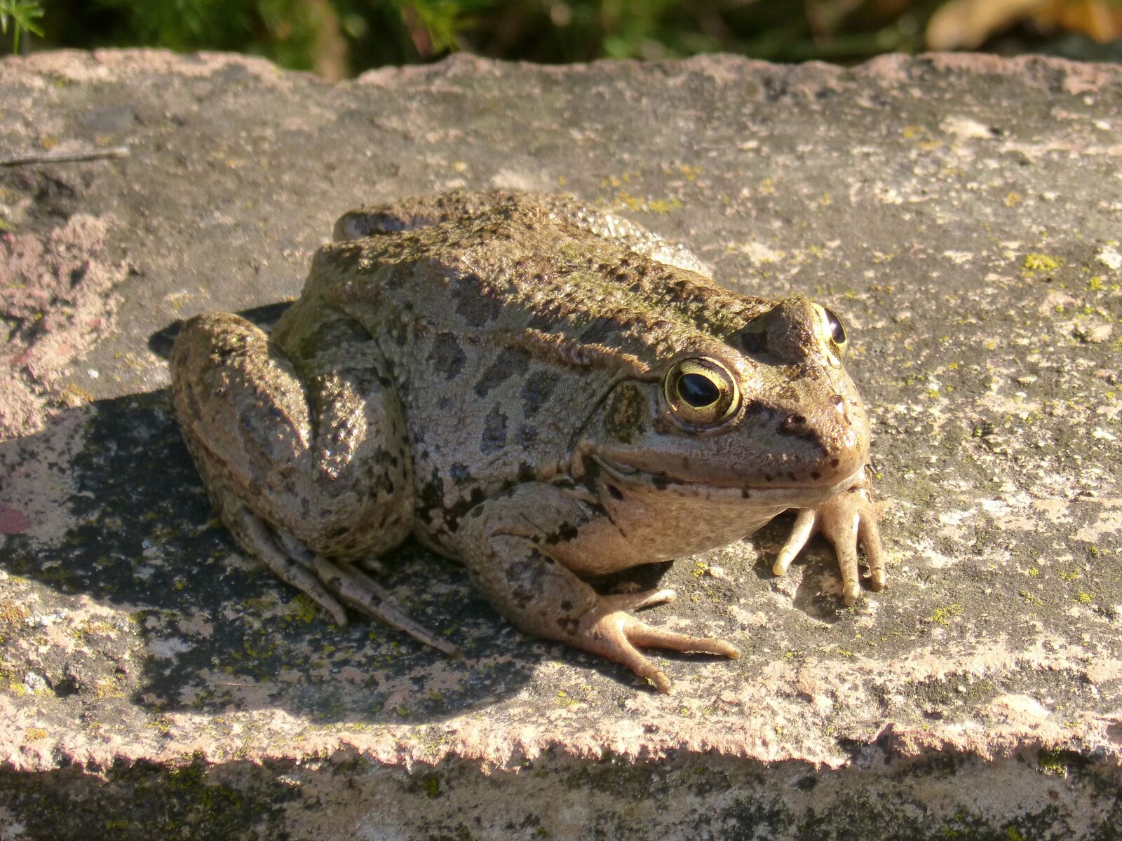 Panasonic DMC-FZ62 sample photo. Frog, shore, raft photography
