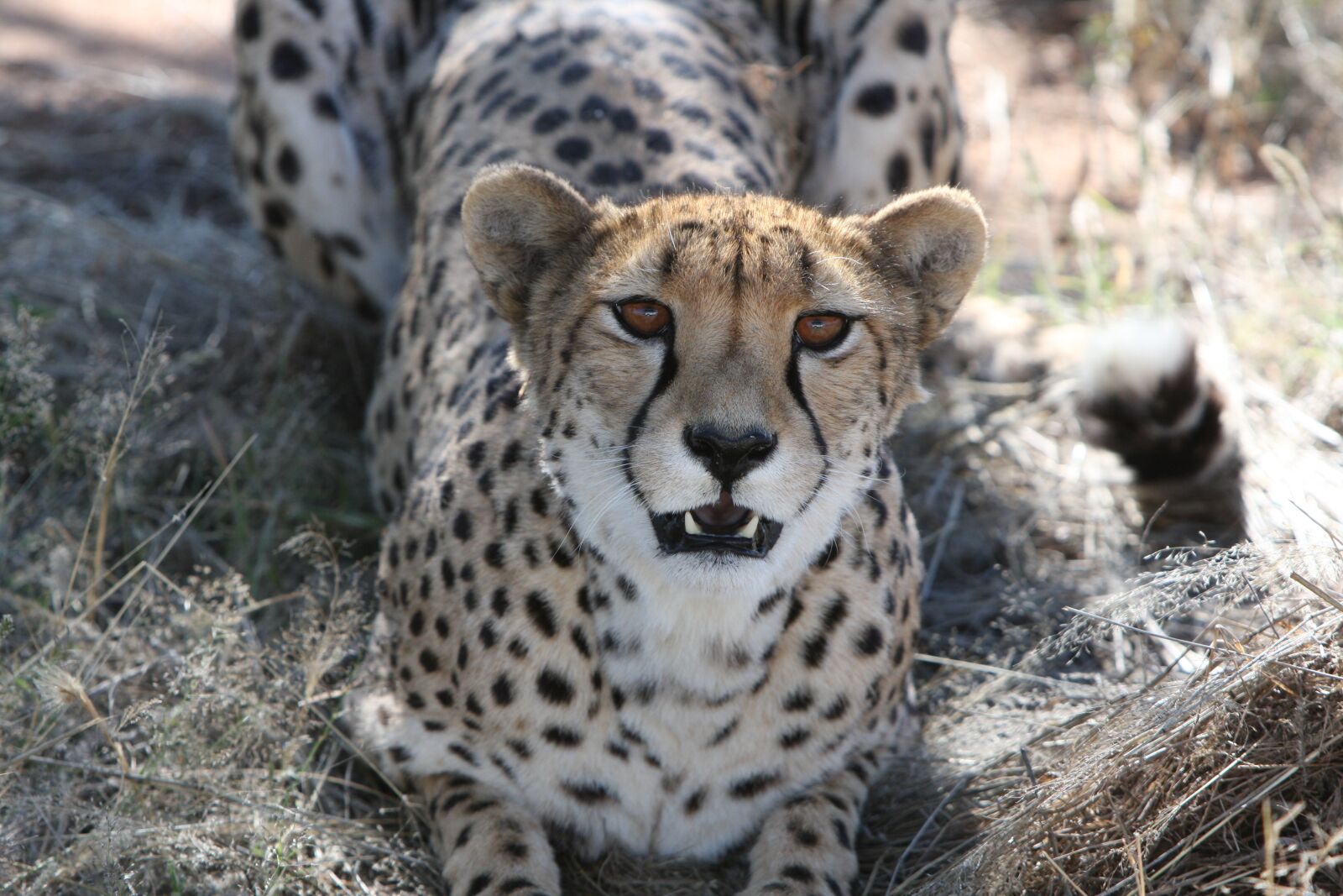 Canon EOS 40D sample photo. Cheetah, predator, namibia photography