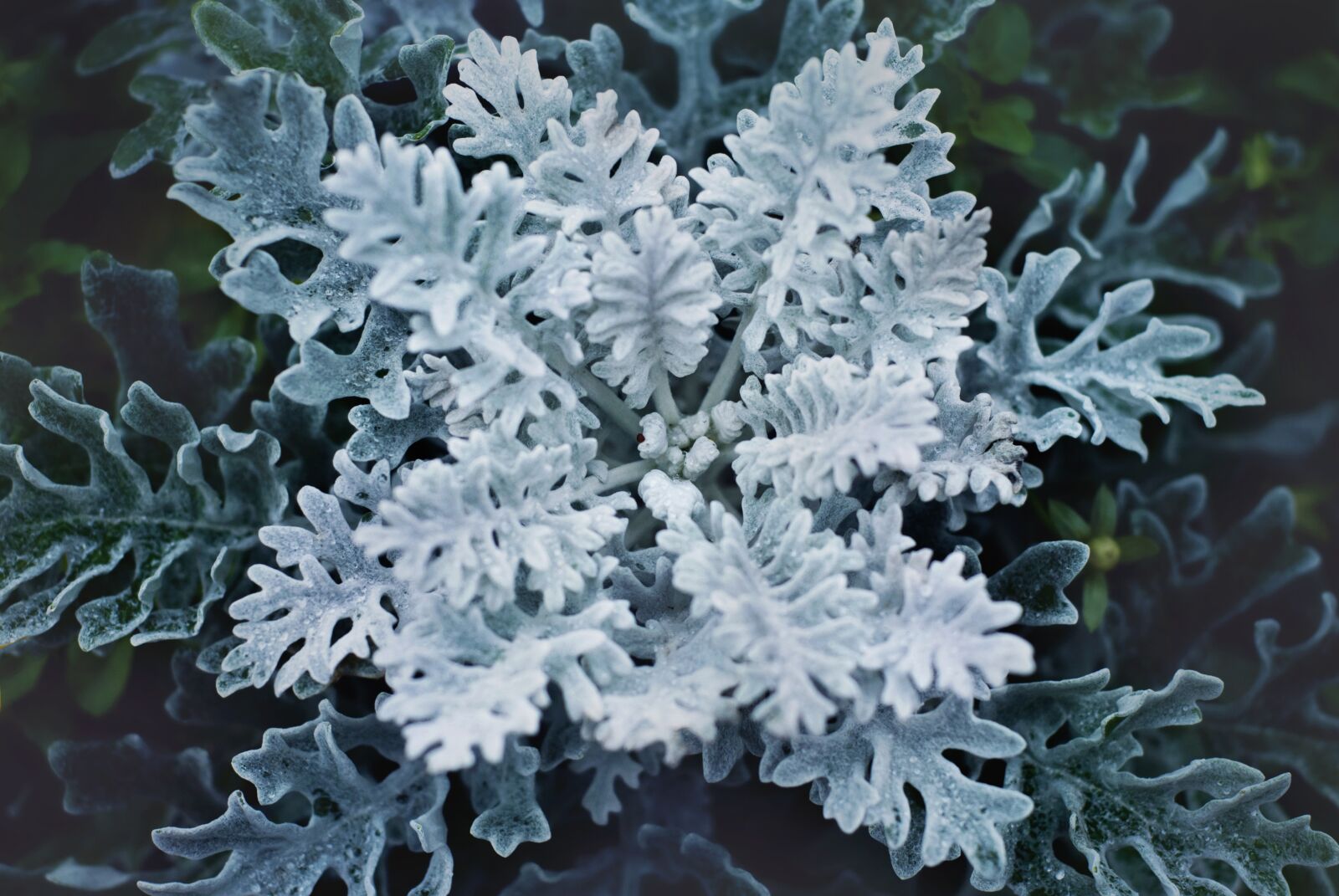 Nikon D80 sample photo. Plant, nature, design photography