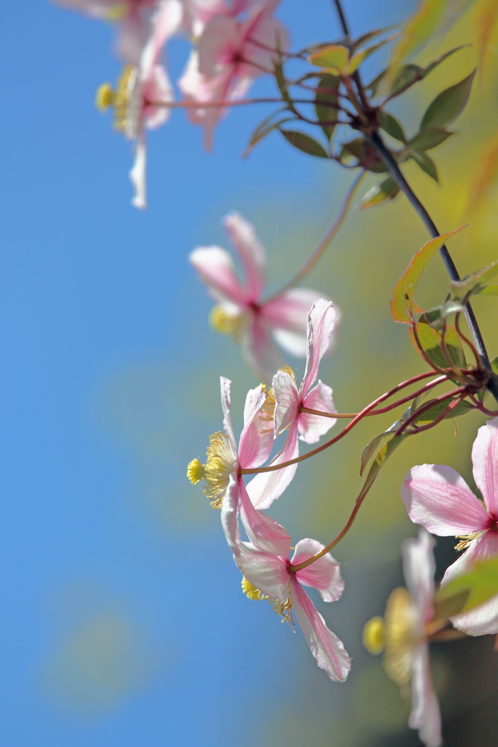 Canon EOS 700D (EOS Rebel T5i / EOS Kiss X7i) sample photo. Clematis, climber plant, flora photography