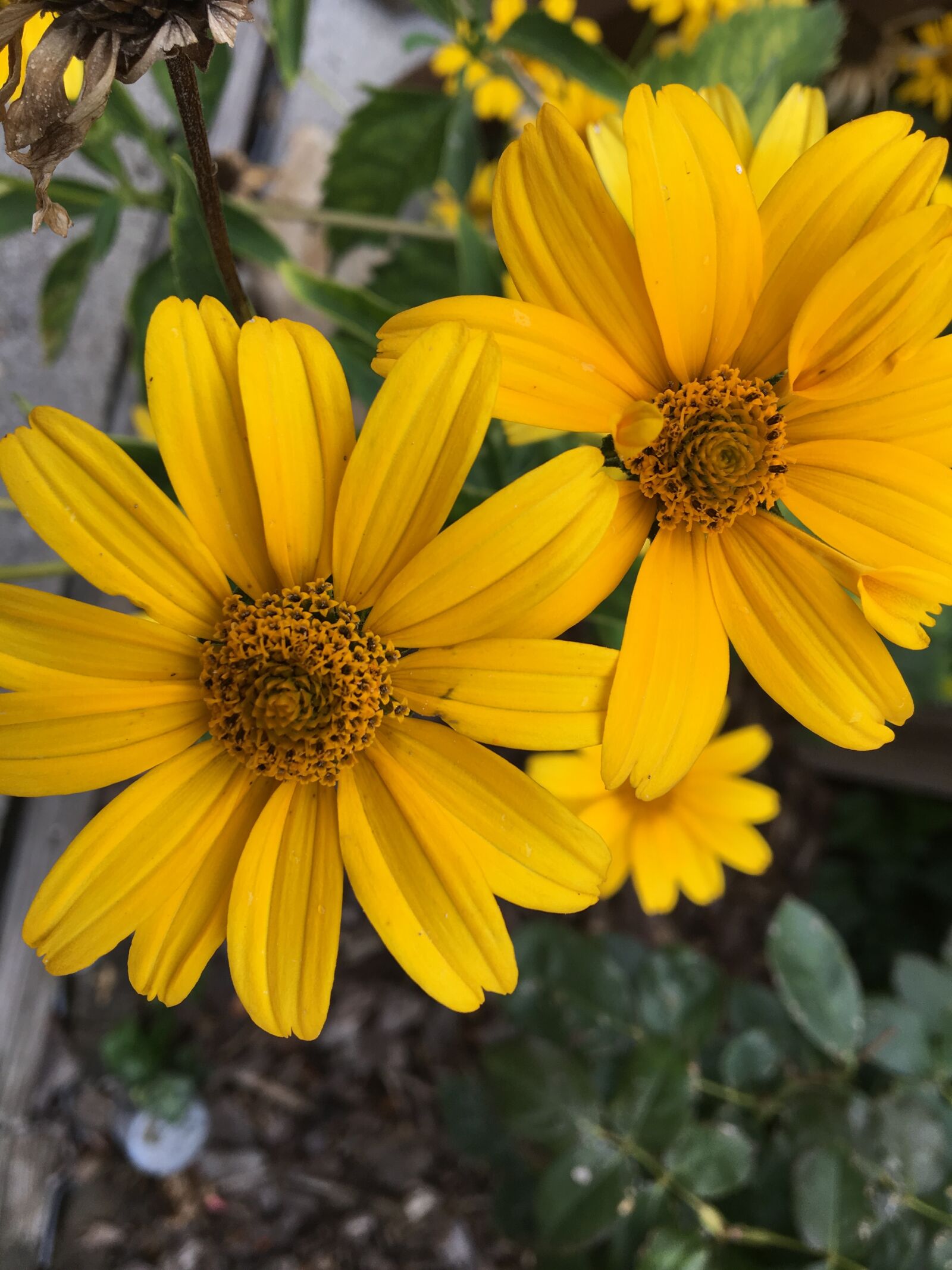 iPhone 6s back camera 4.15mm f/2.2 sample photo. Flowers, colorful, yellow photography