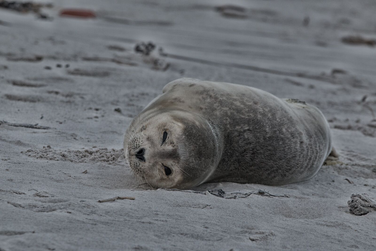 Canon EOS 70D + 150-600mm F5-6.3 DG OS HSM | Contemporary 015 sample photo. Robbe, grey seal, helgoland photography