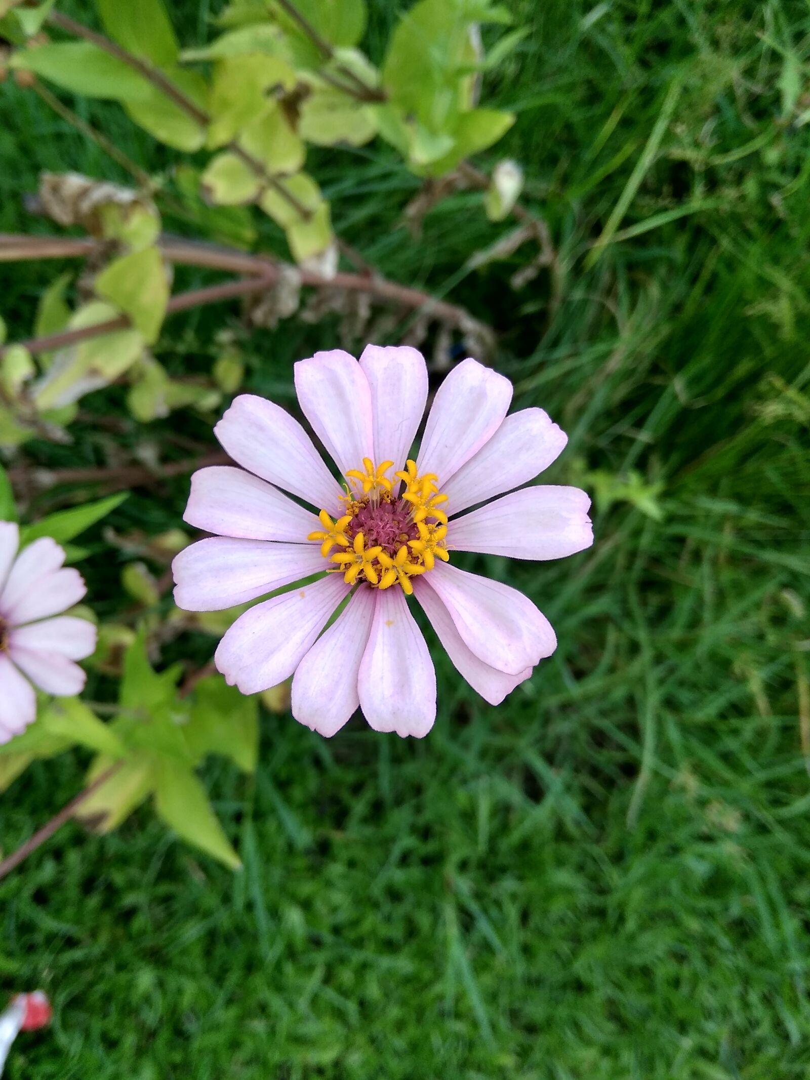 Xiaomi Redmi 5A sample photo. Flower, nature, plant photography