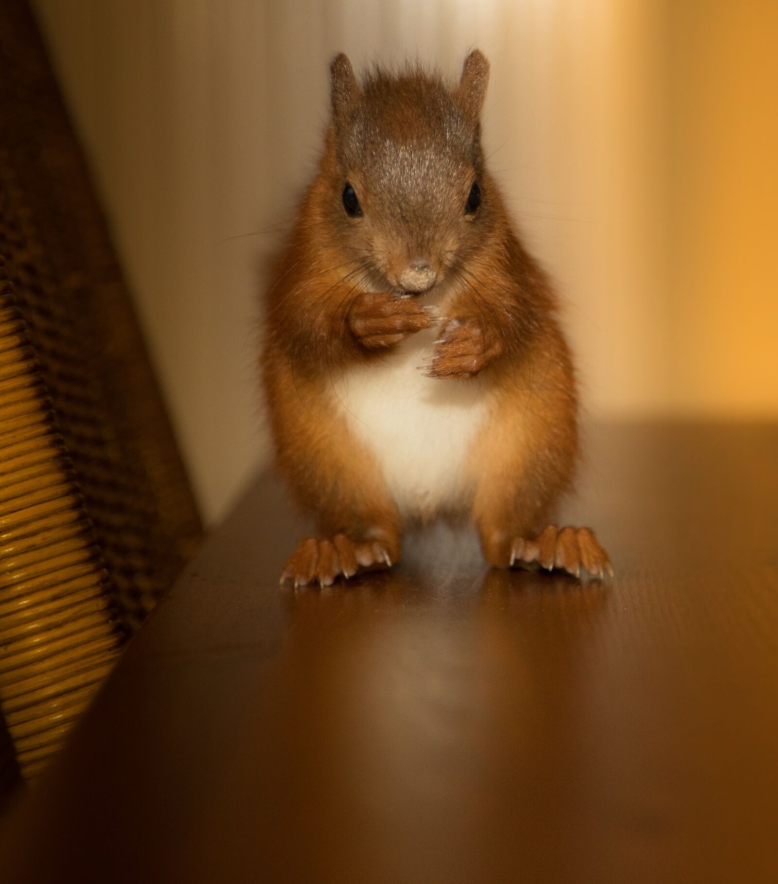 Canon EOS 5D Mark IV sample photo. Rodent, squirrel, cute photography