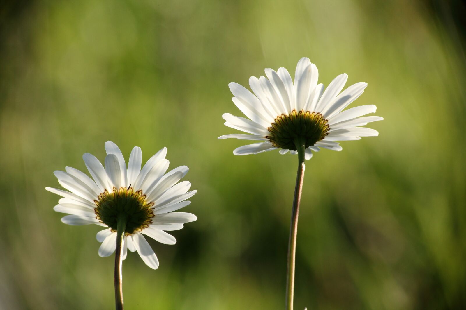 Canon EOS 5D Mark II sample photo. Nature, plant, flower photography