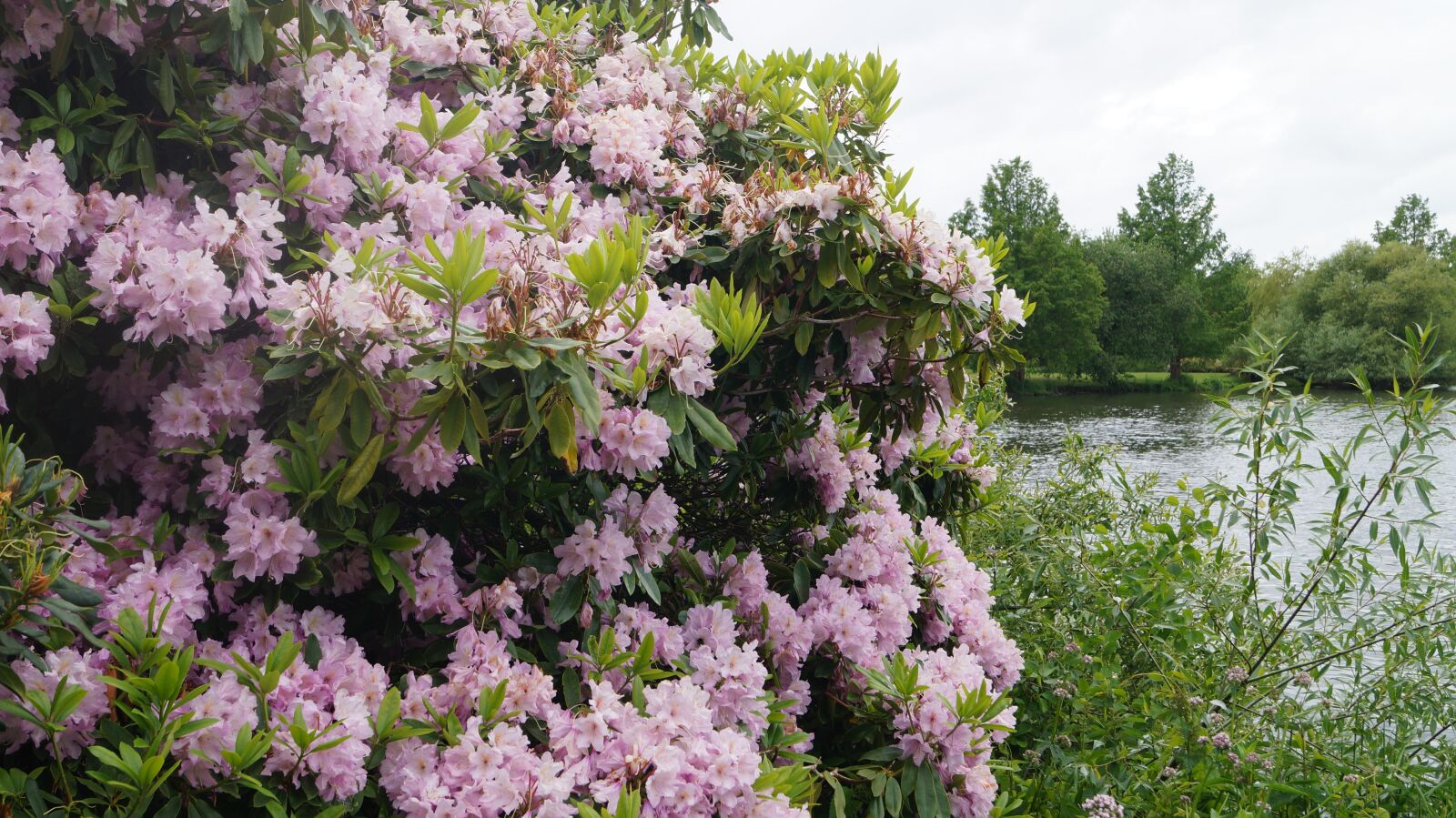 Sony DT 18-55mm F3.5-5.6 SAM II sample photo. Park, flowers, shrub photography
