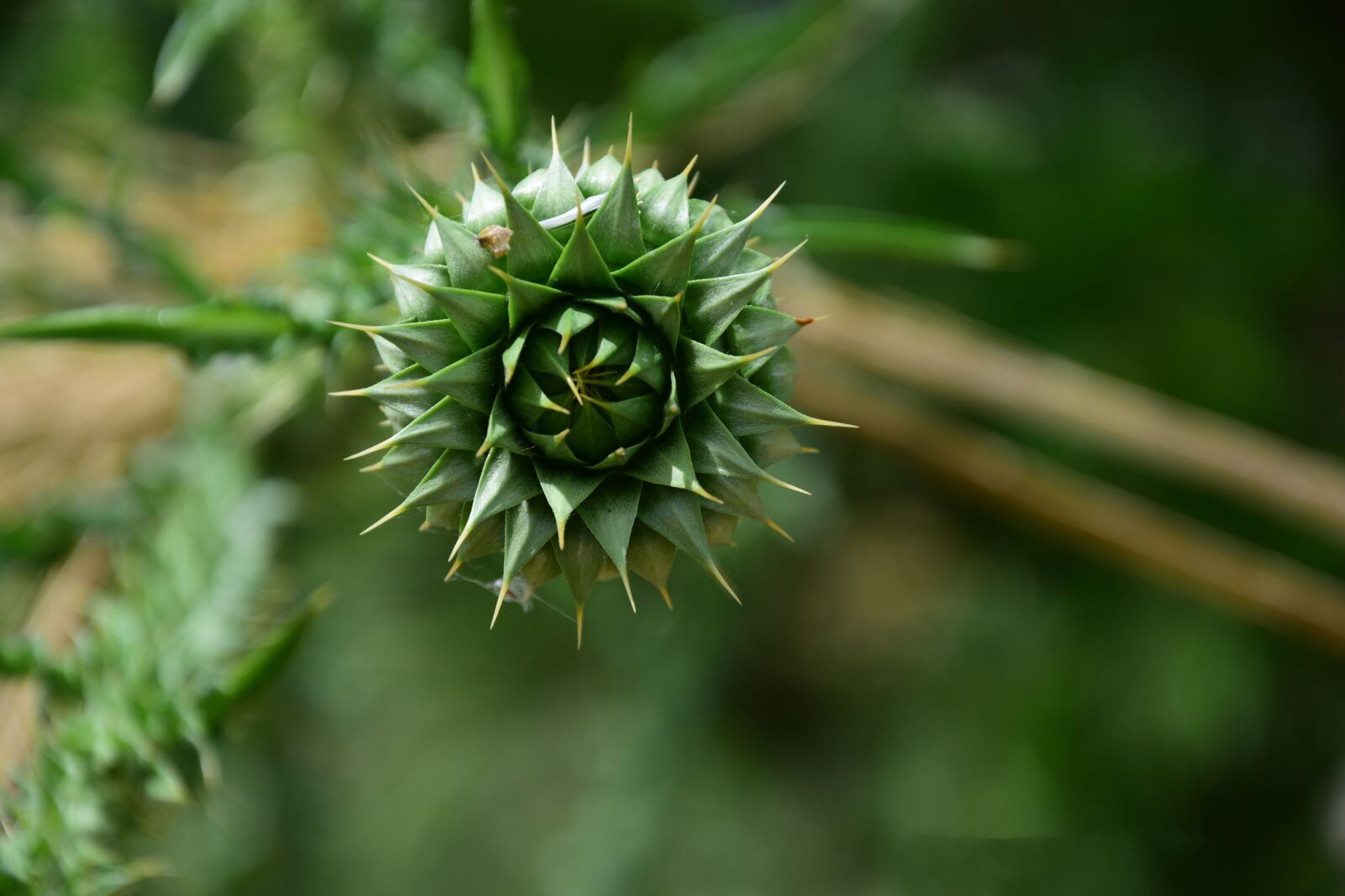 Nikon D3300 sample photo. Thistle, plant, nature photography