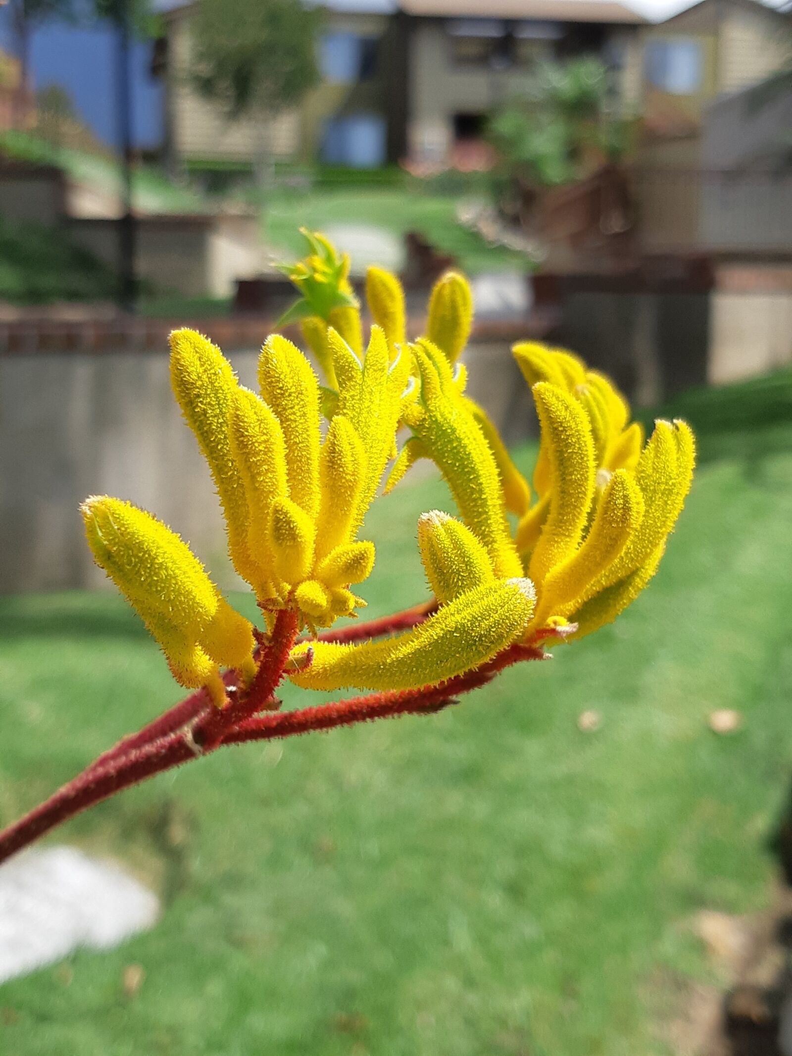 Samsung Galaxy A8(2018) sample photo. Kangaroo claw, yellow flowers photography
