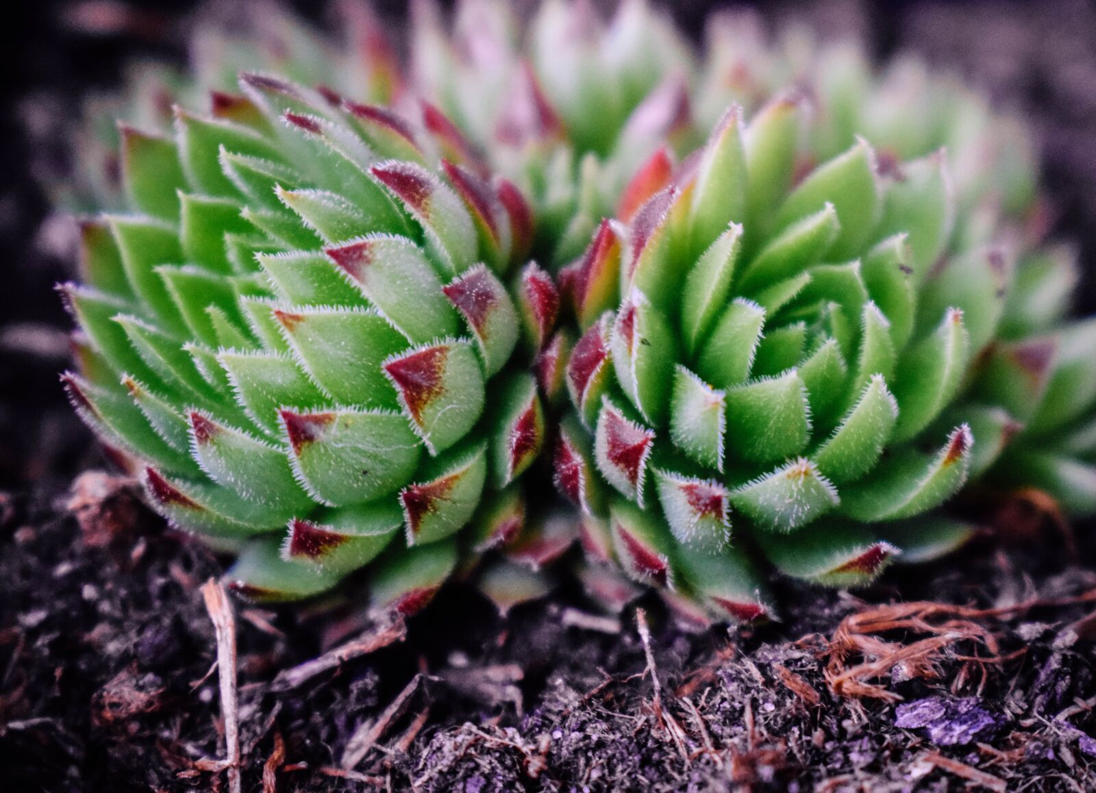 Nikon D5300 sample photo. Succulents, succulent, plant photography
