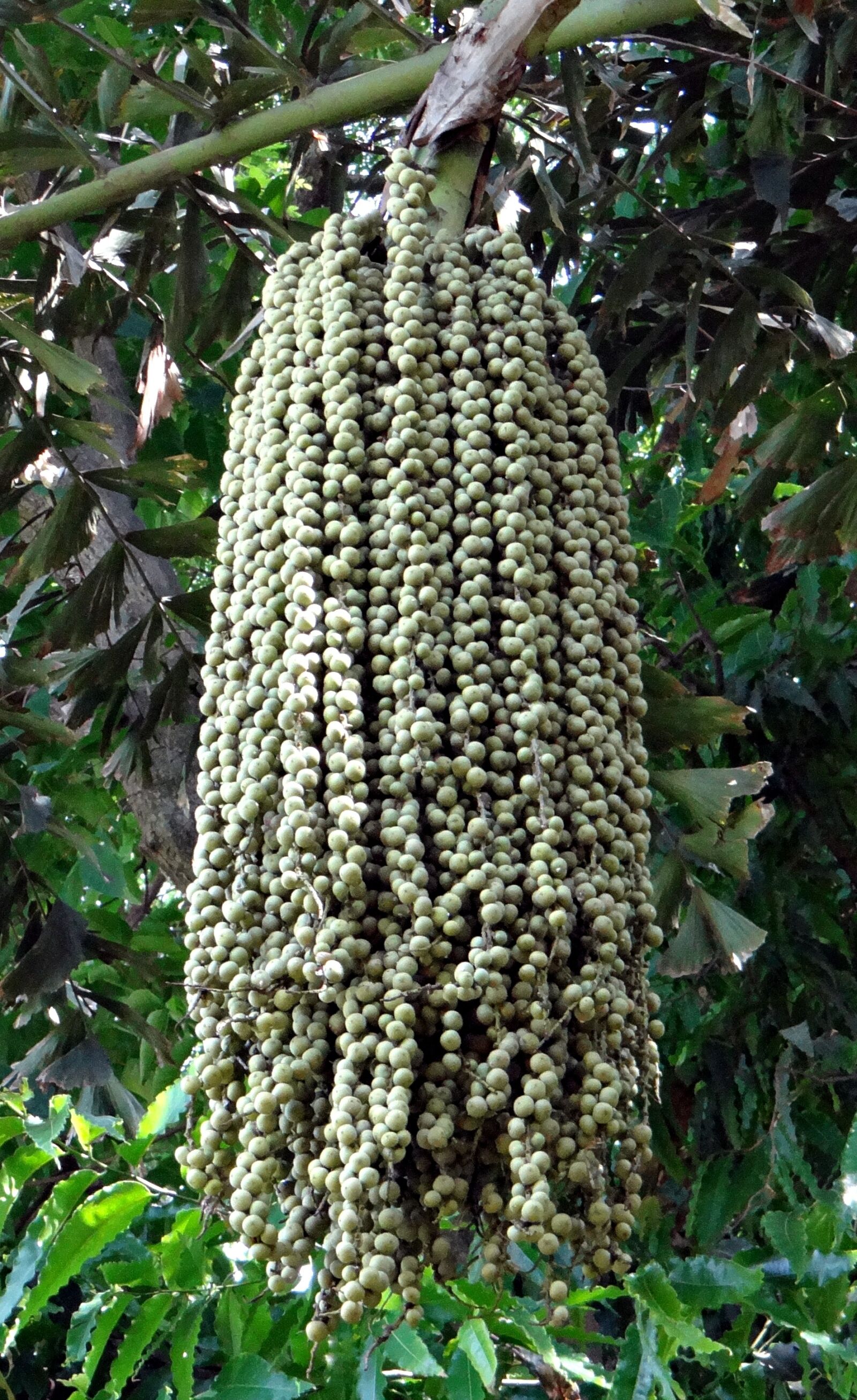Sony DSC-HX200V sample photo. Fishtail palm, jaggery palm photography