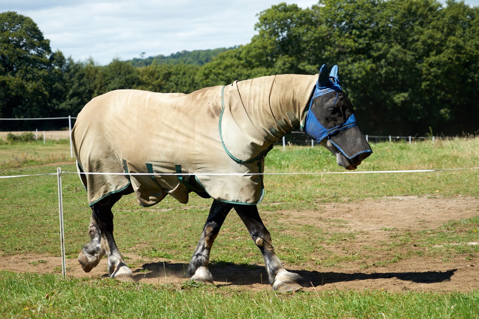 Sony FE 24-240mm F3.5-6.3 OSS sample photo. Horse, equine, breeding horses photography