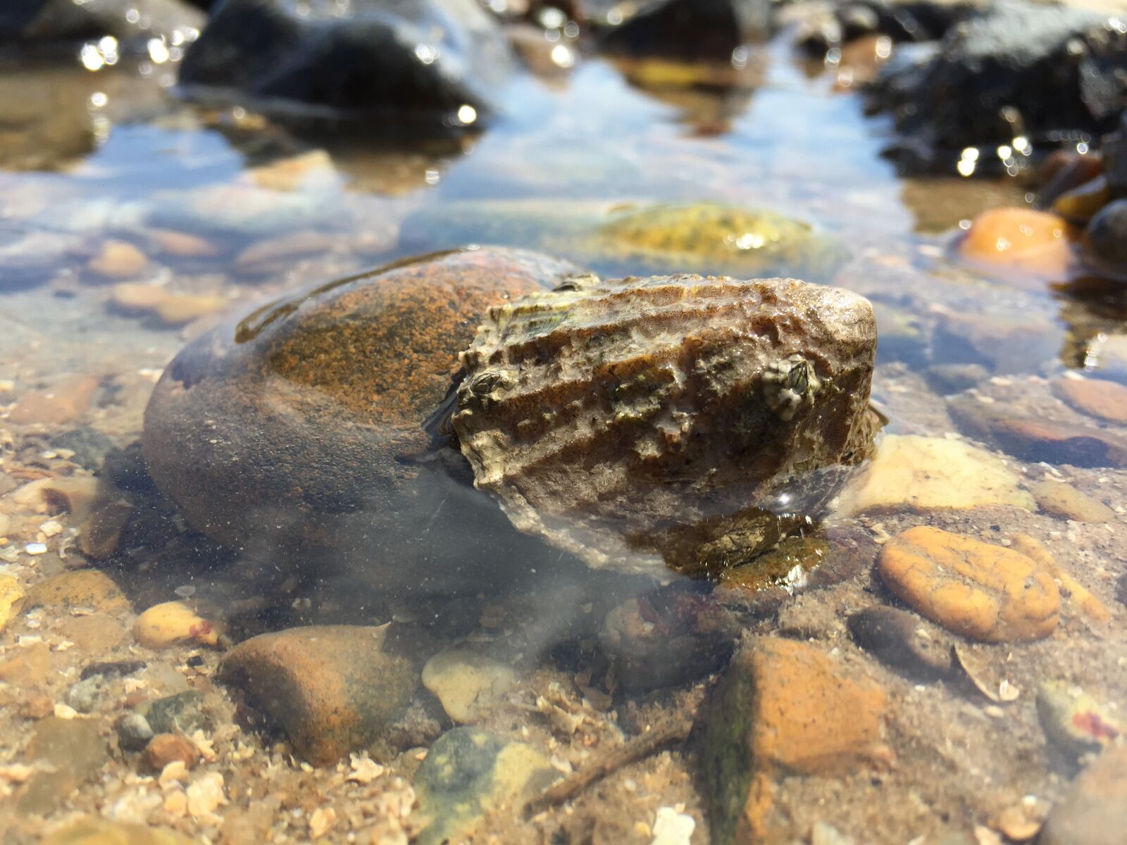 Apple iPhone 6 sample photo. Bay, ocean, tide pool photography