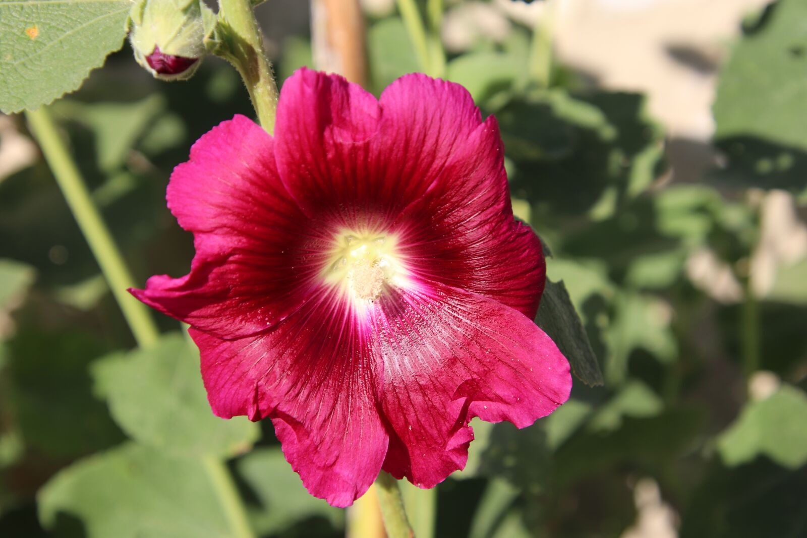 Canon EOS 800D (EOS Rebel T7i / EOS Kiss X9i) sample photo. Hollyhock, red color, flowers photography