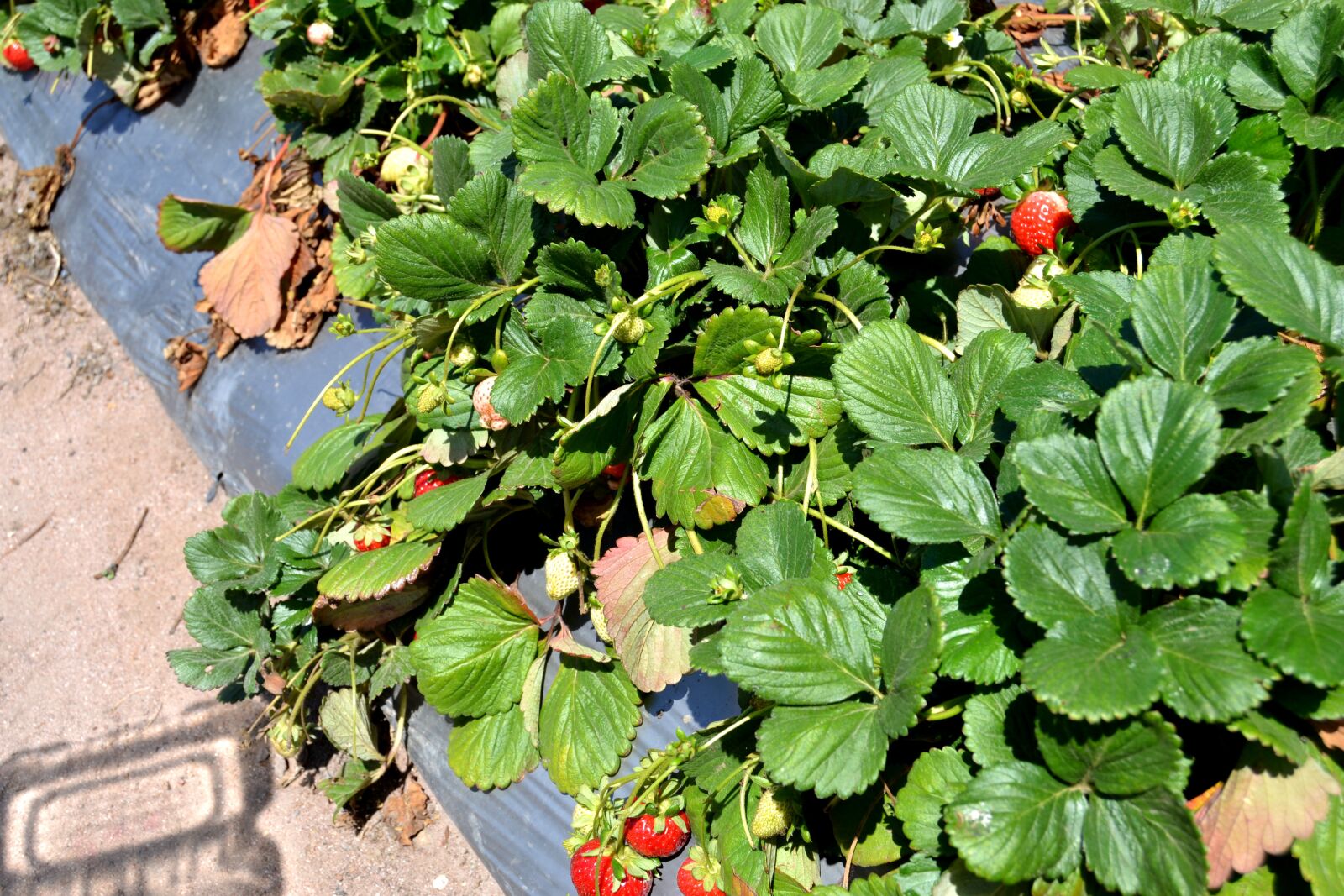 Nikon D3100 sample photo. Farm, fresh, agriculture photography