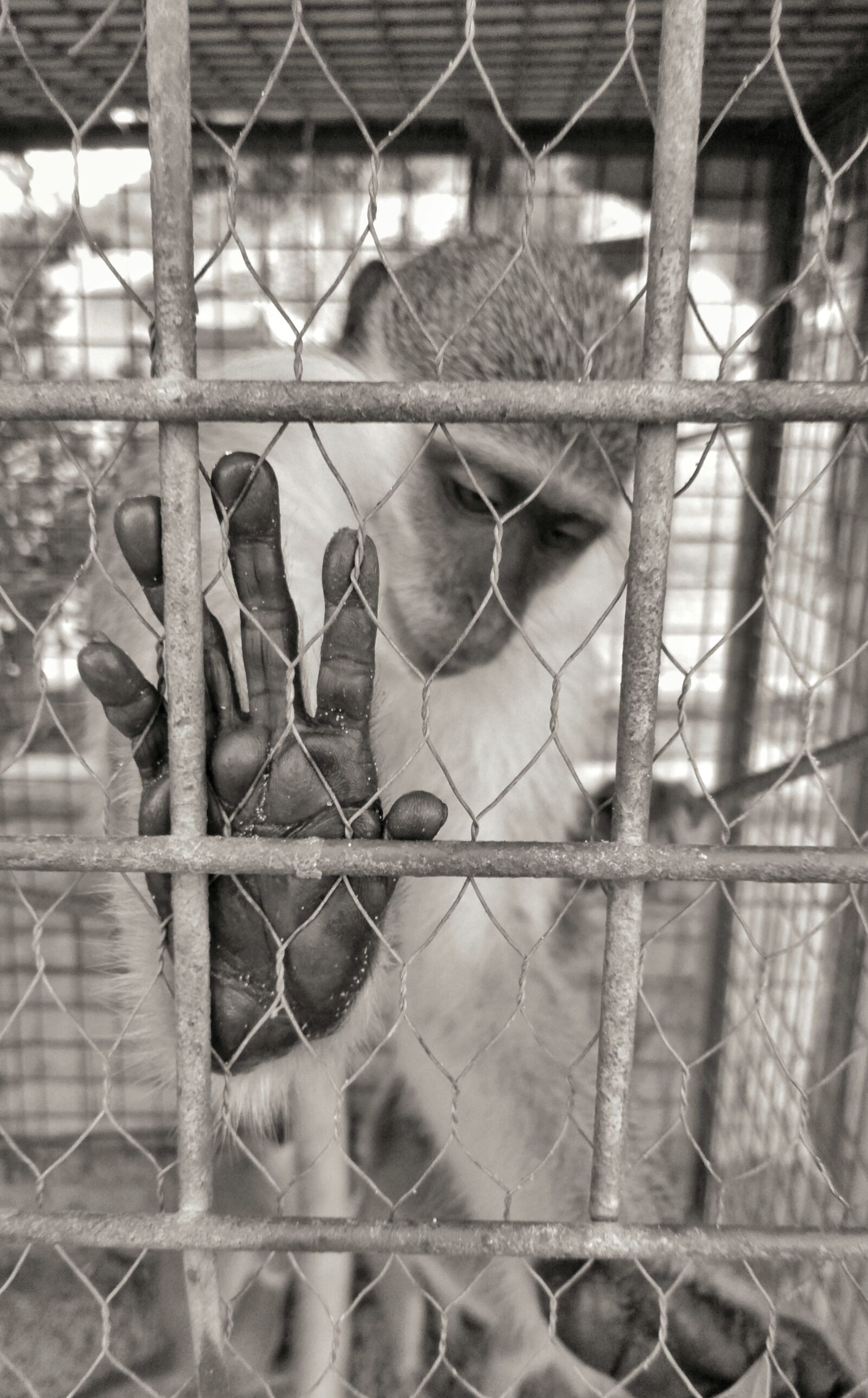 Lenovo K6 NOTE sample photo. Monkey, feelings, sadness photography