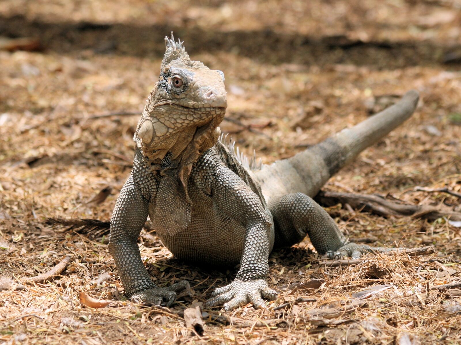 Canon EOS 400D (EOS Digital Rebel XTi / EOS Kiss Digital X) sample photo. Iguana, reptile, bonaire photography