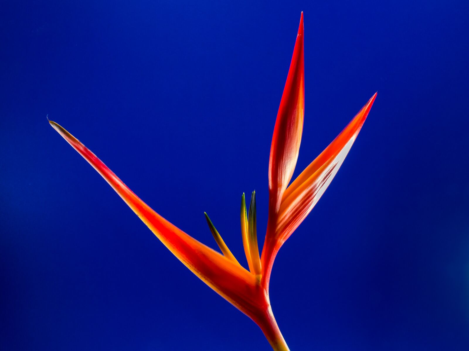 Fujifilm X-S1 sample photo. Strelitzia, blossom, bloom photography