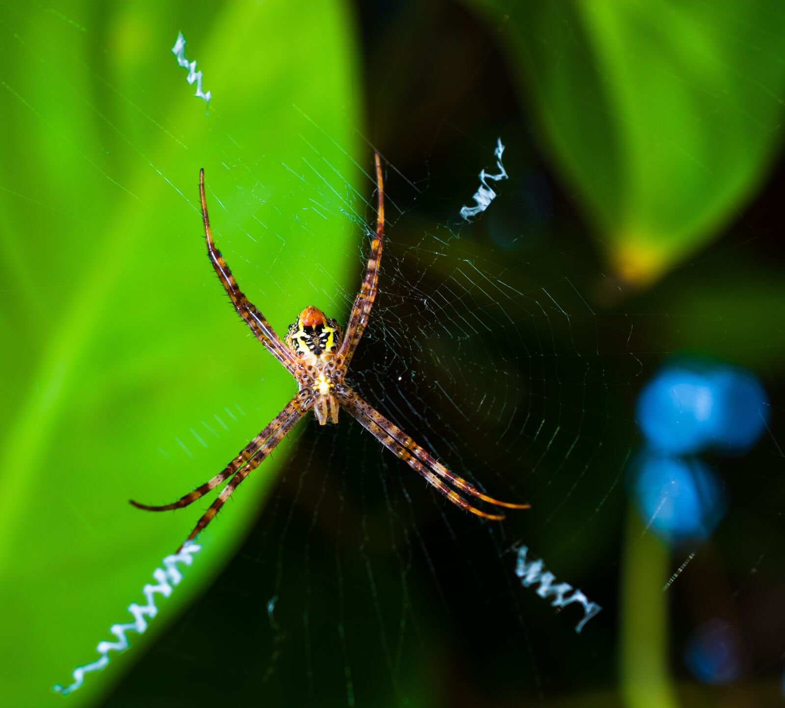 Nikon D5200 sample photo. Spider, arachnid, web photography
